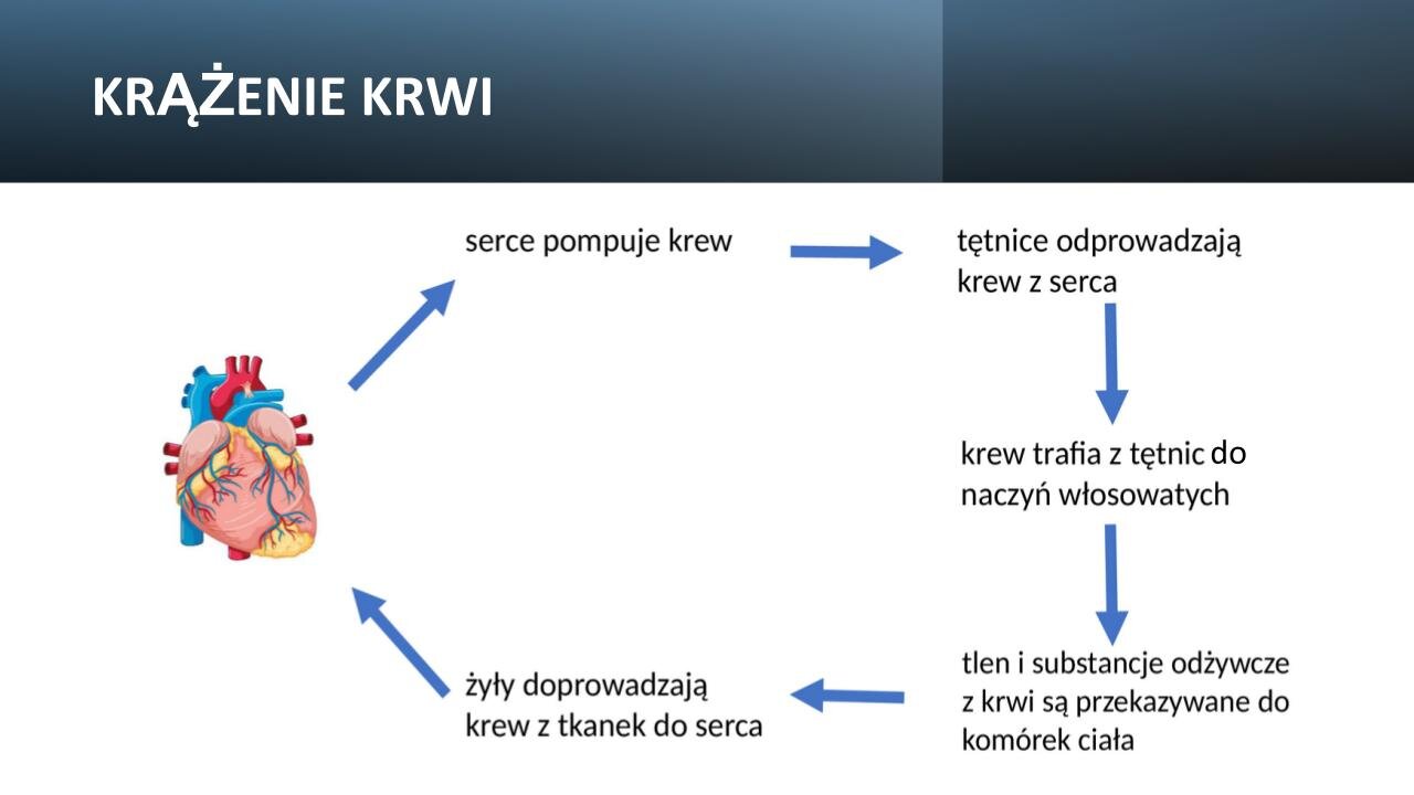Biały slajd. U góry slajdu ciemnoszary prostokąt, a na nim biały nagłówek: „Krążenie krwi”. Poniżej, z lewej strony, kolorowa ilustracja serca. Od niej, w górę idzie strzałka, obok której znajduje się napis: „Serce pompuje krew”. Obok kolejna strzałka wskazująca na napis: „Tętnice odprowadzają krew z serca”. Dalej strzałka skierowana na napis: „Krew trafia z tętnic do naczyń włosowatych”. Następnie kolejna strzałka i napis: „Tlen i substancje odżywcze z krwi są przekazywane do komórek ciała”. Dalej strzałka wskazująca na napis: „Żyły doprowadzają krew z tkanek do serca”. Kolejna strzałka wskazuje serce.