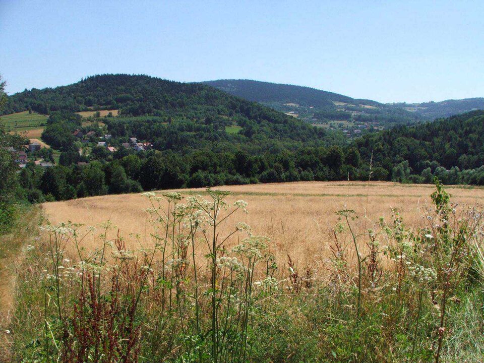 Fotografia przedstawia Obszar Chronionego Krajobrazu Pogórza Wiślickiego. Na pierwszym planie znajdują się białe polne kwiaty; dalej widać płaski teren pokryty uschłą, żółtą trawą, a na horyzoncie pagórki pokryte gęstymi, zielonymi drzewami. Pomiędzy nimi widoczne są nieliczne zabudowania.