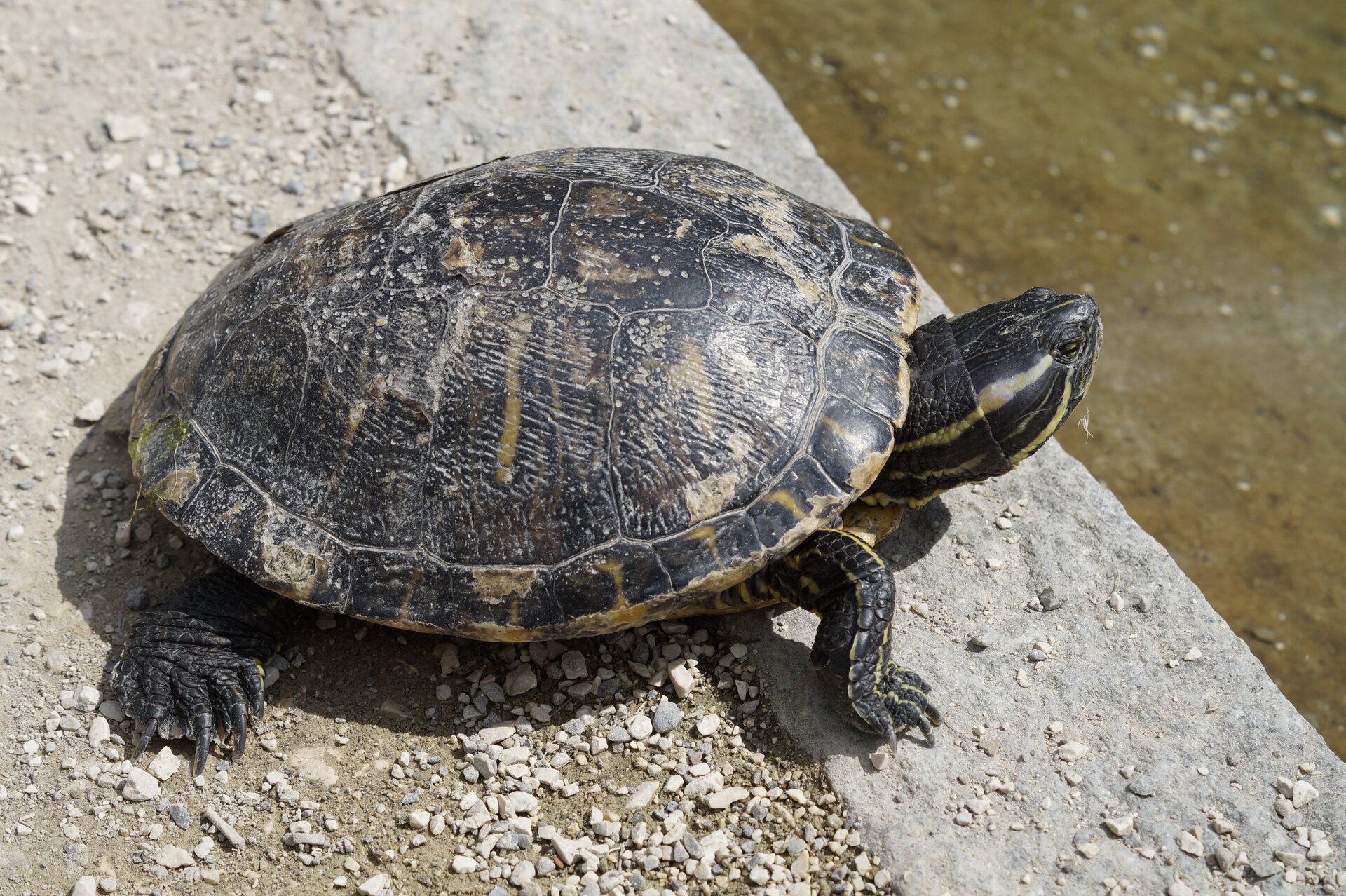Fotografia przedstawia małego żółwia, wychodzącego z wody na kawałek drewna. Żółw ma małą głowę na grubej szyi, skierowany w lewo. Skorupa płaska, łuski szerokie, czarno brązowe. Łapy masywne na końcach.