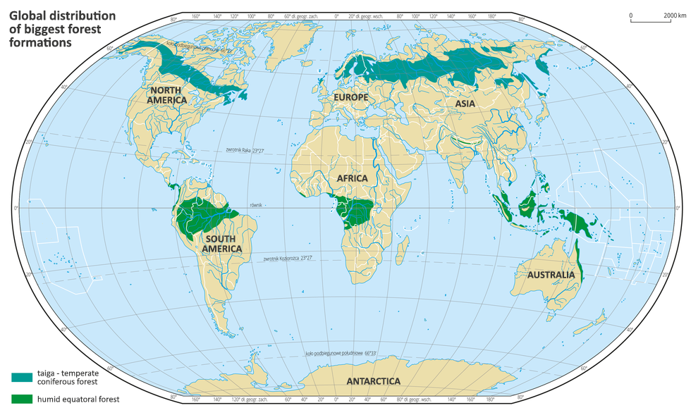 Ilustracja przedstawia mapę świata. Opisano kontynenty. Na mapie oznaczono występowanie największych formacji leśnych – tajgi i wilgotnych lasów równikowych. Na mapie oznaczono tajgę – obejmuje ona północną część Ameryki Północnej i północną część Azji. Na mapie oznaczono wilgotne lasy równikowe – występują one na obszarach położonych wzdłuż równika. Mapa pokryta jest równoleżnikami i południkami. Dookoła mapy w  ramce opisano współrzędne geograficzne co dwadzieścia stopni. Po lewej stronie narysowano dwa prostokąty i objaśniono symbolikę mapy. Tłumaczenie: Global distribution of biggest forest formations  tajga - las iglasty strefy umiarkowanej - taiga - temperate coniferous forest wilgotny las równikowy - humid equatoral forest. AMERYKA PÓŁNOCNA - NORTH AMERICA, AMERYKA POŁUDNIOWA - SOUTH AMERICA, EUROPA - EUROPE, AFRYKA - AFRICA, AZJA - ASIA, AUSTRALIA - AUSTRALIA, ANTARKTYDA - ANTARCTICA.