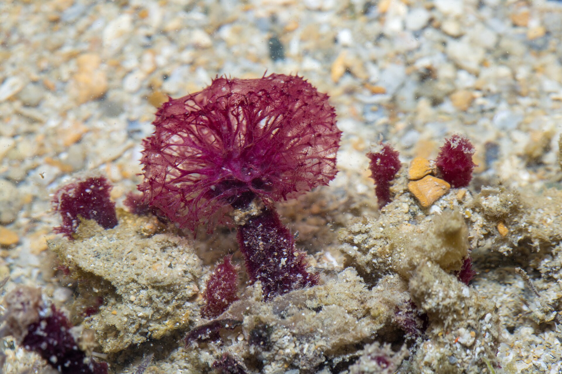 Na fotografii znajduje się przedstawiciel gąbek należących do królestwa beztkankowców. Jest to organizm morski, który posiada ciało zbudowane z kolorowych segmentów. Od dołu ma kolor czerwony, który stopniowo przechodzi w kolor żółty aż do postrzępionego kołnierza. Segmenty jego ciała są z wierzchu oddzielone od siebie elementami koloru białego.