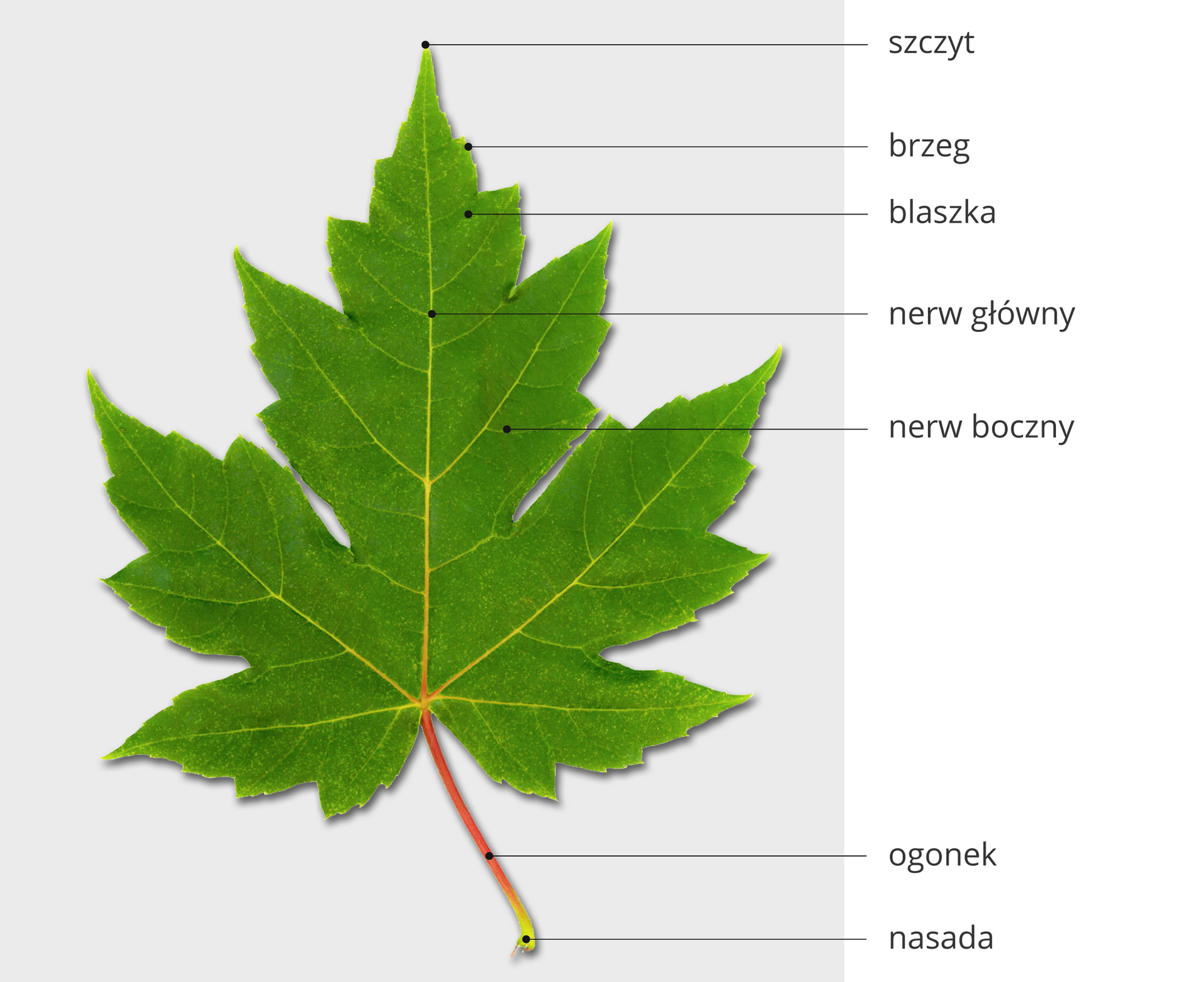 Grafika przedstawia budowę zewnętrzną liścia. Składa się on z podłużnego ogonka liściowego z jaśniejszą, rozszerzoną nasadą. Ogonek połączony jest z nerwem głównym, który rozgałęzia się na nerwy boczne. Pomiędzy nerwami znajduje się blaszka o nieregularnym brzegu. Szczyt liścia to miejsce na brzegu blaszki, znajdujące się na jego przeciwnym końcu, w stosunku do nasady.