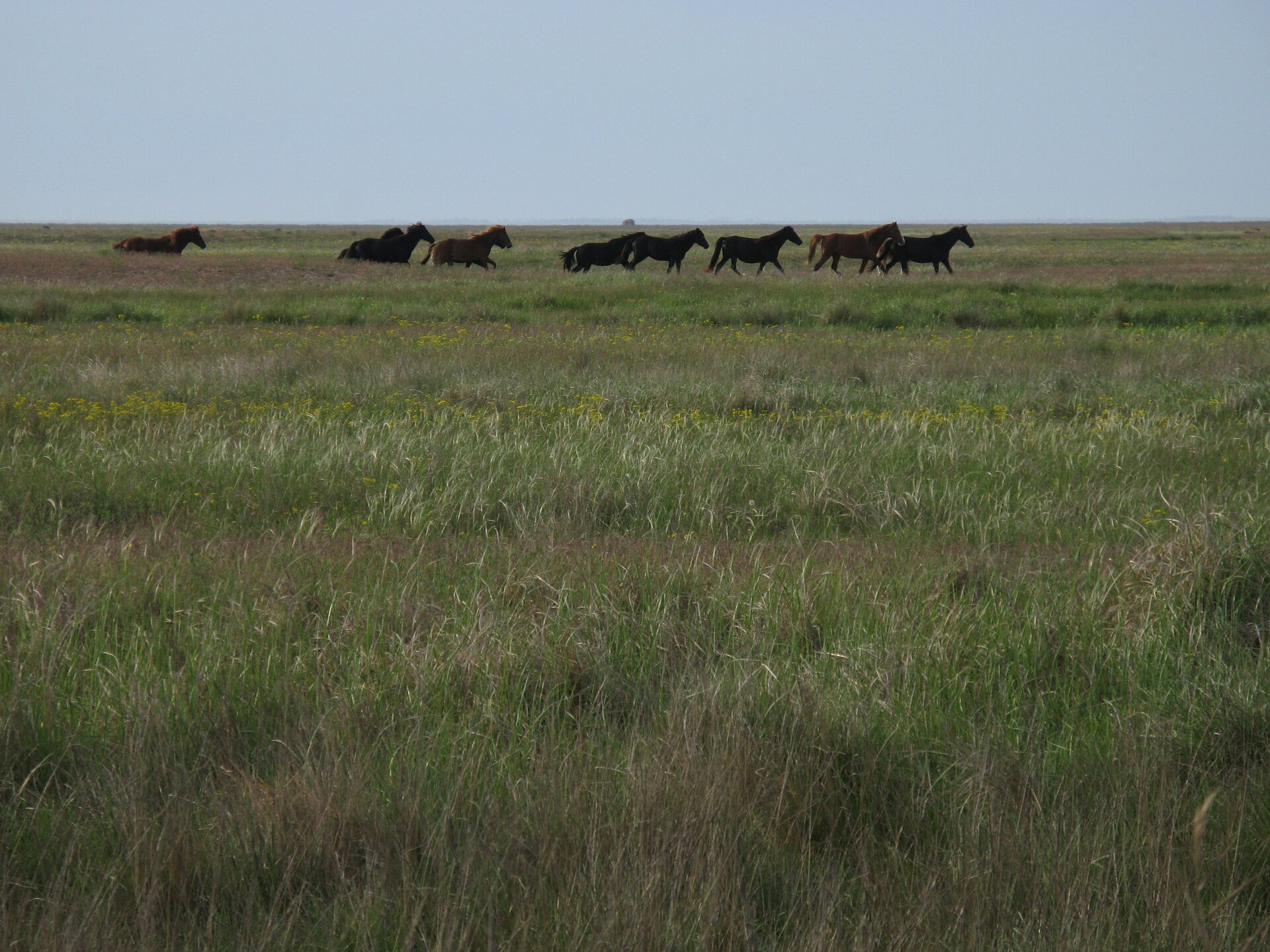 Zdjęcie przedstawia płaski teren porośnięty wyższą trawą. Po terenie biegnie stado dzikich koni. 