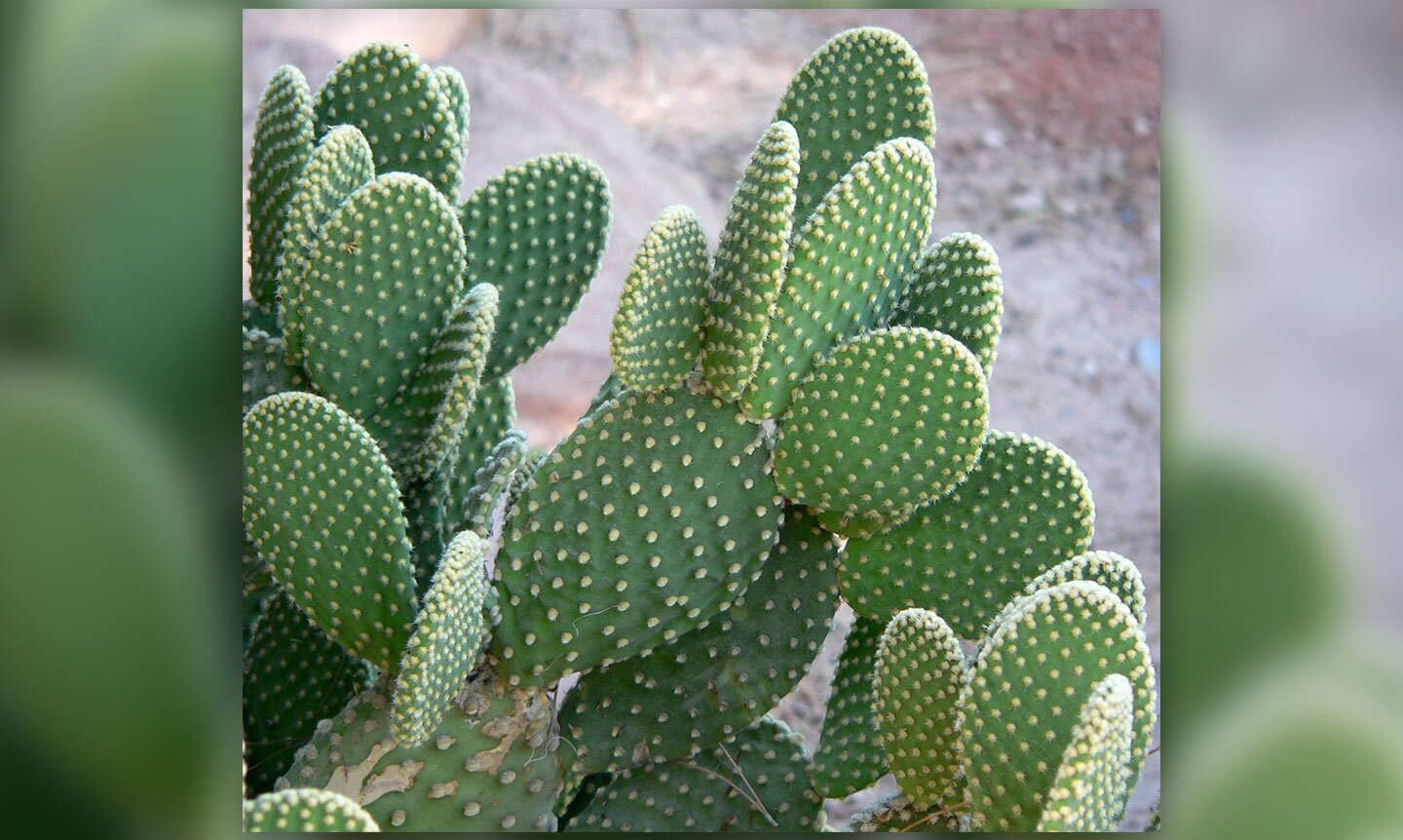 Ilustracja przedstawia owalne, spłaszczone pędy kaktuas opuncji. Są zielone, wyrastają z nich w pęczkach kloce.