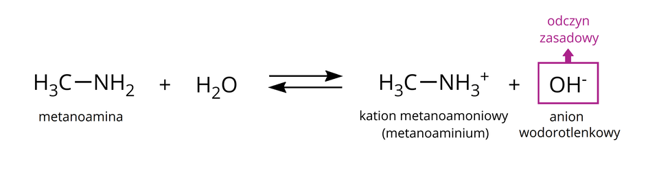 Na ilustracji ukazano schemat reakcji: H indeks dolny, trzy, koniec indeksu dolnego, C wiązanie pojedyncze N H indeks dolny, dwa, koniec indeksu dolnego (metanoamina) plus H indeks dolny, dwa, koniec indeksu dolnego, O strzałki skierowane w dwie strony H indeks dolny, trzy, koniec indeksu dolnego, C wiązanie pojedyncze N H, indeks dolny, trzy, koniec indeksu dolnego, indeks górny, plus, koniec indeksu górnego (kation metanoamoniowy (metanoaminium)) plus O H indeks górny, minus, koniec indeksu górnego (anion wodorotlenkowy). O H indeks górny, minus, koniec indeksu górnego objęto bordową ramką i opisano jako: odczyn zasadowy.