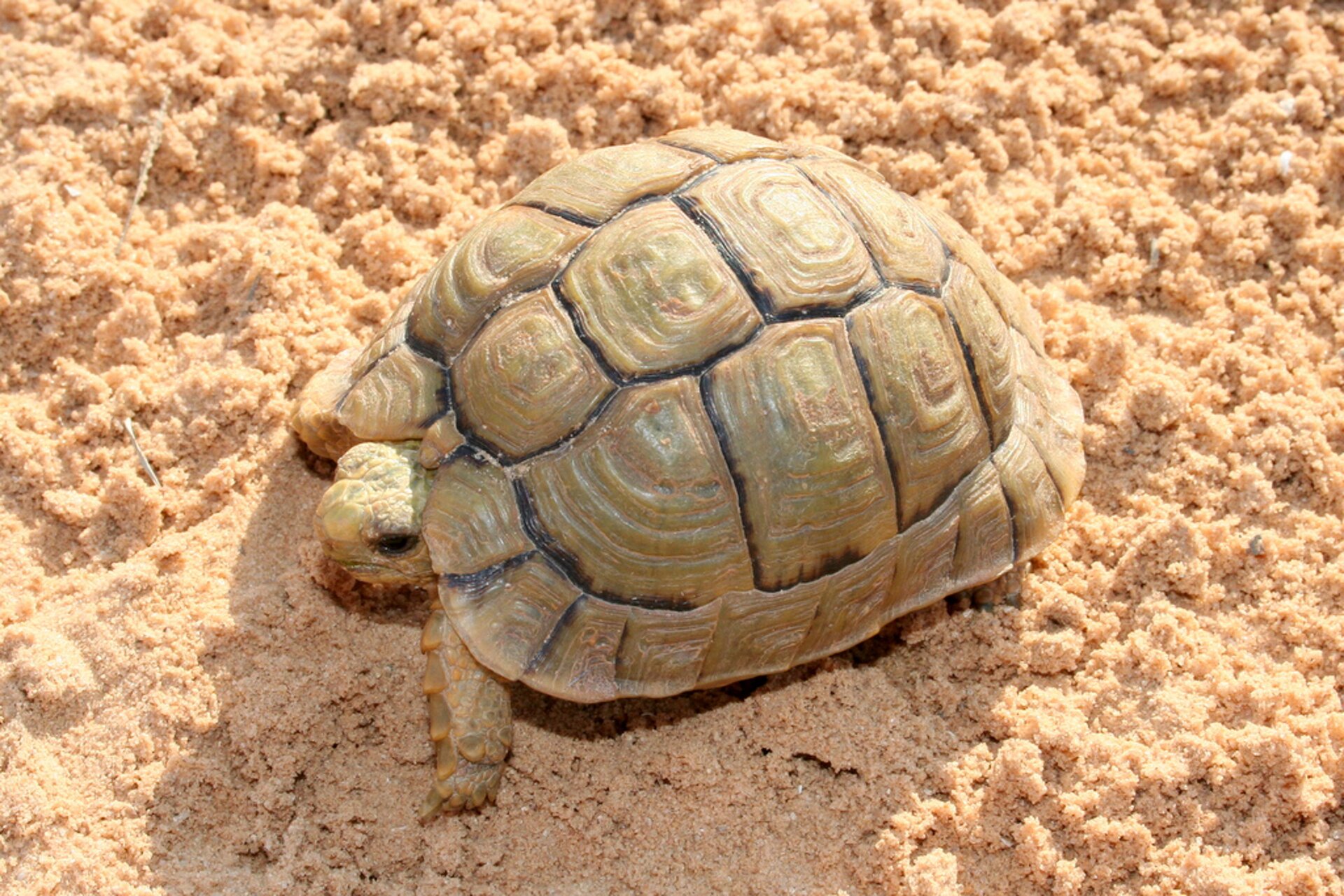 Ilustracja przedstawia żółwia na piasku. Żółw ma charakterystyczne wycięcie w skorupie nad głową. Skorupa jasna, żółtobrązowa. Obrzeża płytek grzbietowych, tworzących skorupę, z widocznie ciemniejszą obwódką.