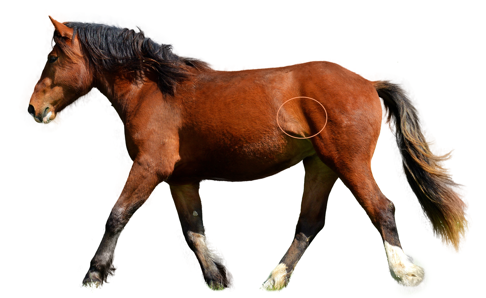 Zdjęcie przedstawia konia z zaznaczoną okręgiem słabizną. Słabizna to część zlokalizowana w tylnej części ciała konia, w okolicach żeber i uda.