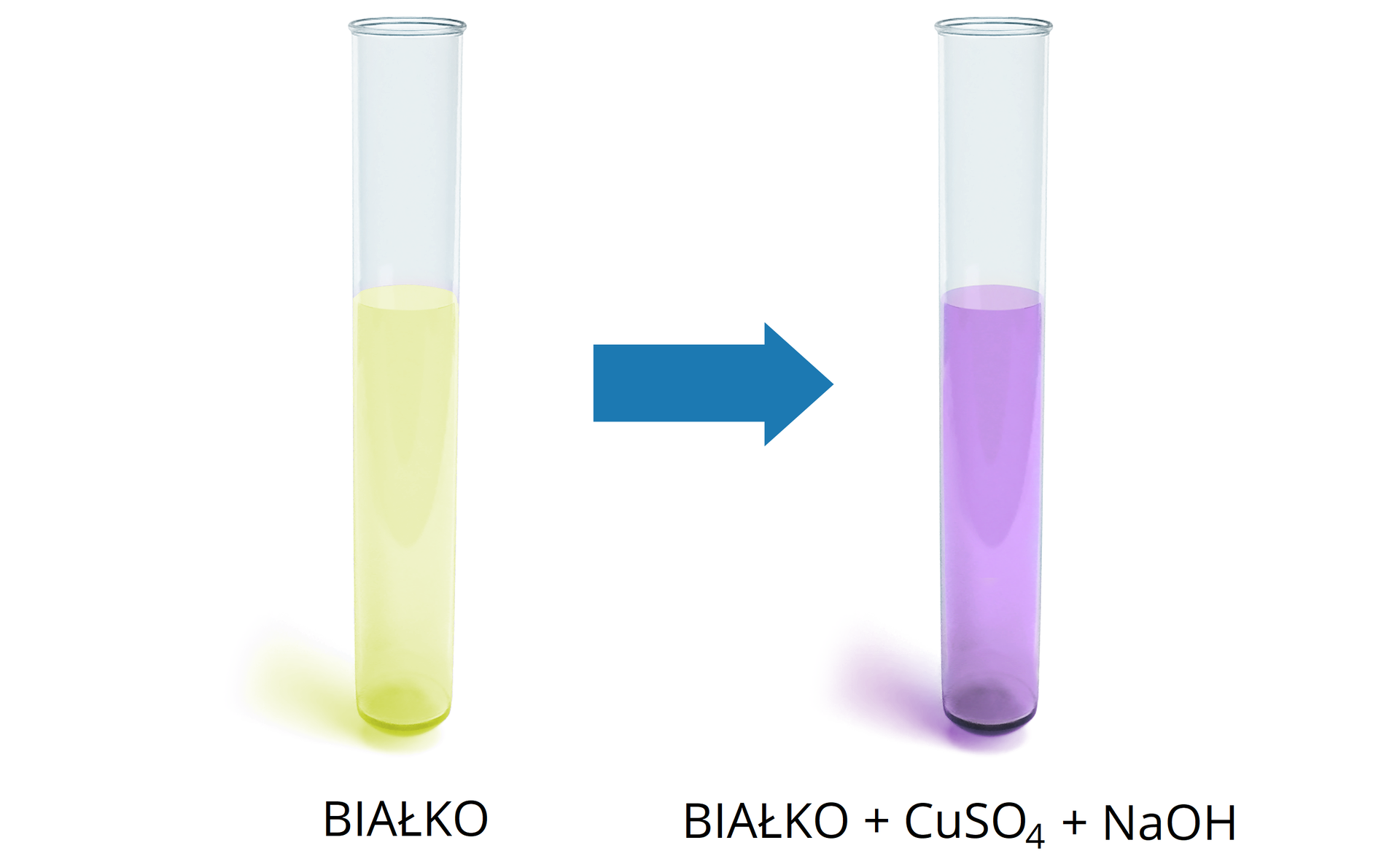 Ilustracja przedstawiająca dwie probówki. W pierwszej z nich znajduje się roztwór białka o barwie jasnożółtej. Od pierwszej probówki poprowadzona jest strzałka do drugiej, w której znajduje się białko z dodatkiem siarczanu(<math aria‑label="sześć">VI) miedzi(<math aria‑label="dwa">II) CuSO4 oraz wodorotlenku sodu NaOH, omawiany roztwór ma barwę jasnofioletową, zwaną fiołkową.