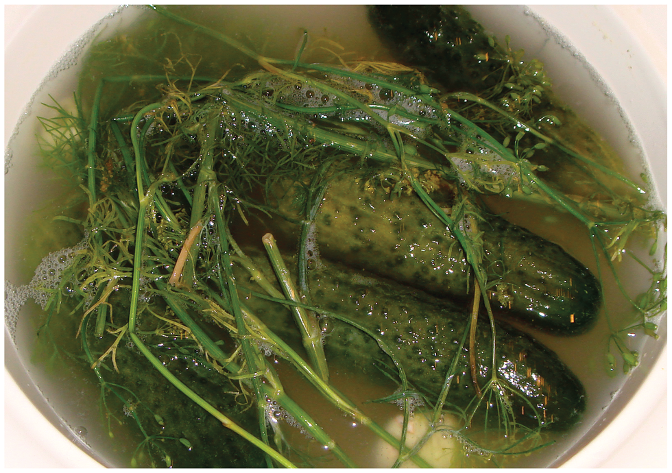 Fotografia przedstawia dwa ogórki kiszone w naczyniu, okryte częściowo przykryte gałązkami kopru. Jest to ilustracja znaczenia bakterii w przemyśle spożywczym do prowadzenia fermentacji.