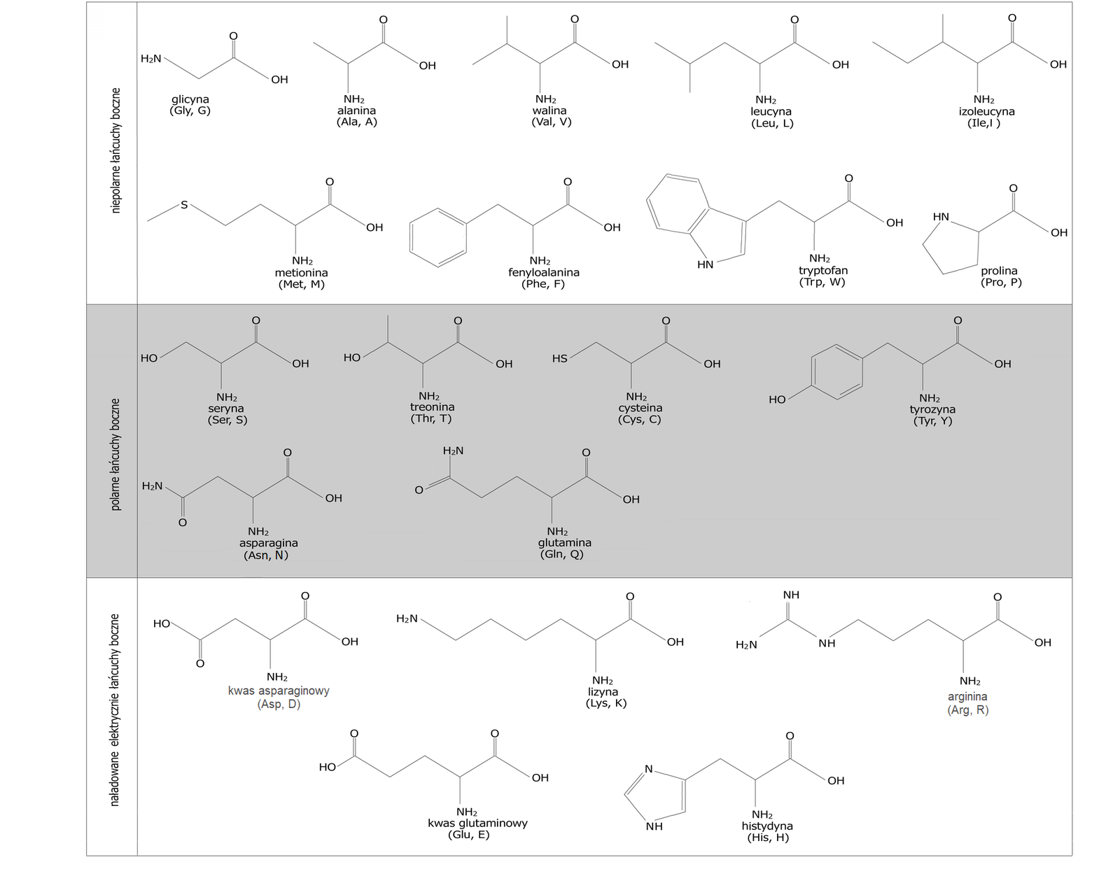 Tabela przedstawiająca aminokwasy białkowe podzielone na trzy grupy. Pierwszą stanowią aminokwasy zawierające niepolarne łańcuchy boczne, drugą - polarne łańcuchy boczne, zaś trzecią naładowane elektrycznie łańcuchy boczne. Każdy aminokwas stanowi grupa CH, do której przyłączone są grupa aminowa NH2, grupa karboksylowa COOH oraz determinujący omawiany podział łańcuch boczny. Dla każdego aminokwasu podano również nazwy oraz powszechnie używane skróty. Niepolarne łańcuchy boczne posiadają: glicyna, alanina, walina, leucyna, izoleucyna, metionina, fenyloalanina, tryptofan, prolina. W glicynie (Gly, G) łańcuch boczny stanowi atom wodoru. W alaninie (Ala, A) grupa metylowa CH3. W walinie (Val, V) grupa 2-propylowa, to jest grupa zbudowana z grupy CH połączonej z dwiema grupami metylowymi. W leucynie (Leu, L) łańcuch boczny buduje grupa metylenowa CH2 połączona z grupą 2-propylową. W izoleucynie (Ile, I) grupa CH podstawiona grupami metylową CH3 oraz etylową CH2CH3. W metioninie (Met, M) łańcuch boczny to dwie kolejno połączone ze sobą grupy metylenowe, z których druga łączy się z atomem siarki podstawionym grupą metylową CH3. W fenyloalaninie (Phe, F) grupa metylenowa podstawiona pierścieniem fenylowym, to jest sześcioczłonowym pierścieniem aromatycznym. W tryptofanie jest to grupa metylenowa podstawiona fragmentem pochodzącym od indolu, to jest dwupierścieniowej, heteroaromatycznej struktury składającej się z sześcioczłonowego i pięcioczłonowego pierścienia, w skład ostatniego wchodzi atom azotu. Nieco odmienną strukturę ma prolina, która to składa się z pięcioczłonowego, nasyconego pierścienia zawierającego w swej strukturze grupę NH. Atom węgla sąsiadujący z grupą NH podstawiony jest grupą karboksylową, zatem fragment aminowy aminokwasu wbudowany jest w pierścień. Kolejną grupę stanowią aminokwasy posiadające polarne łańcuchy boczne, są to: seryna, treonina, cysteina, tyrozyna, asparagina, glutamina. W serynie (Ser, S) łańcuch boczny stanowi grupa CH2 podstawiona grupą hydroksylową OH. W treoninie (Thr, T) grupa CH podstawiona grupą hydroksylową oraz grupą metylową. W cysteinie (Cys, C) grupa metylenowa CH2 podstawiona grupą tiolową SH. W tyrozynie (Tyr, Y) łańcuch boczny to grupa metylenowa połączona z pierścieniem fenylowym podstawionym w pozycji czwartej grupą hydroksylową. W asparaginie (Asn, N) jest to grupa metylenowa połączona z ugrupowaniem amidowym CONH2. W glutaminie (Gln, Q) to dwie kolejno połączone ze sobą grupy metylenowe, z których druga wiąże się z grupą amidową CONH2. Do ostatniej grupy aminokwasów o naładowanych elektrycznie łańcuchach bocznych należą: kwas asparaginowy, lizyna, arginina, kwas glutaminowy, histydyna. W kwasie asparaginowym (Asp, D) łańcuch boczny stanowi grupa metylenowa podstawiona grupą karboksylową COOH. W lizynie (Lys, K) czterowęglowy łańcuch zbudowany z czterech grup CH2, z których ostatnia podstawiona jest grupą aminową NH2. W argininie (Arg, R) łańcuch boczny stanowią trzy kolejno połączone ze sobą grupy metylenowe CH2, z których ostatnia wiąże się z grupą NH związaną z atomem węgla połączonym za pomocą wiązania podwójnego z kolejną grupą NH oraz za pomocą wiązania pojedynczego z grupą NH2. W kwasie glutaminowym (Glu, E) są to dwie połączone ze sobą kolejno grupy metylenowe, z których ostatnia podstawiona jest grupą karboksylową COOH. W histydynie łańcuch boczny zbudowany jest z grupy metylenowej związanej z pierścieniem imidazolu, to jest pięcioczłonowym pierścieniem, który stanowią kolejno połączony z wspomnianą grupą metylenową atom węgla łączący się za pomocą wiązania pojedynczego z atomem azotu, który to za pomocą wiązania podwójnego łączy się z grupą CH. Grupa ta wiąże się z grupą NH związaną z kolejną grupą CH połączoną za pomocą wiązania podwójnego z wspomnianym na początku atomem węgla, co zamyka pięcioczłonowy pierścień.