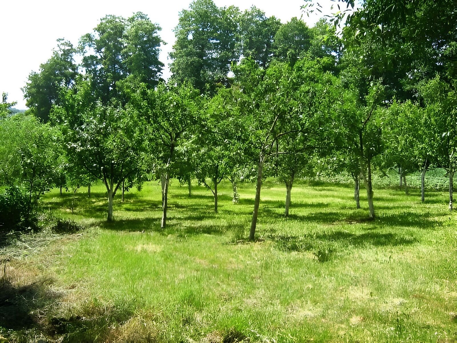 Fotografia przedstawia sad, wokół wysokie drzewa. 