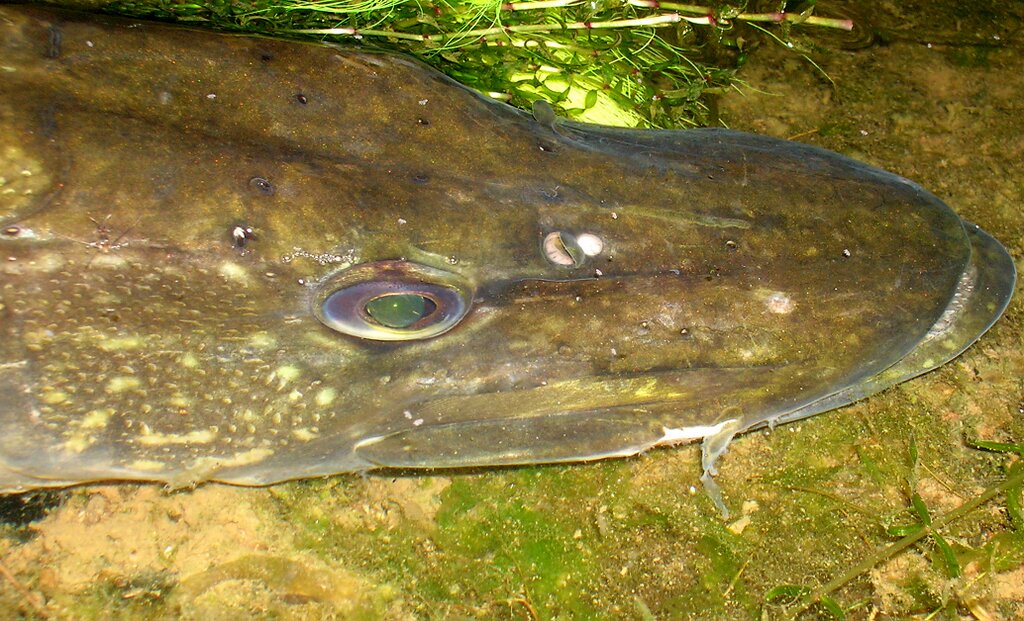 Na zdjęciu przedstawione są otwory kanałów linii nabocznej bocznej u szczupaka . Fotografia przedstawia głowę ryby ujętą od góry pod skosem oraz jedno oko szczupaka. Głowa ma kolor szarobrązowy i posiada liczne otwory koloru białego – to są otwory kanałów linii nabocznej.