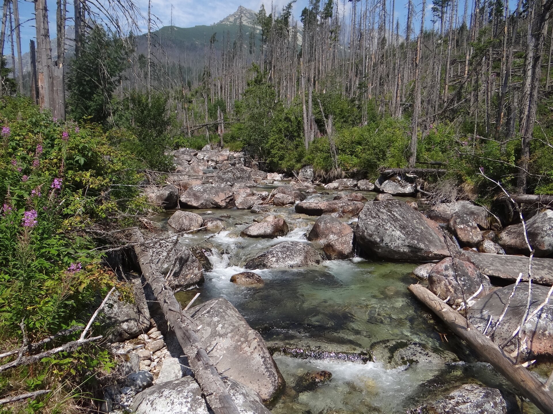 Pośrodku zdjęcia rwący górski potok. Nie jest głęboki, jego woda jest przezroczysta. Na jego dnie, a także nad wodą leżą głazy skalne o dość dużej wielkości. Ich średnice dochodzą do blisko metra, jest ich bardzo dużo na całej długości koryta. Po bokach potoku bujna roślinność, są to głównie zielone krzewy. Nieco dalej cienkie i wysokie drzewa iglaste, posiadające korony od kilku do kilkunastu metrów nad ziemią, ich pienie w niższych partiach są gładkie. W oddali znajduje się masywne wniesienie, w większości pokryte roślinnością.
