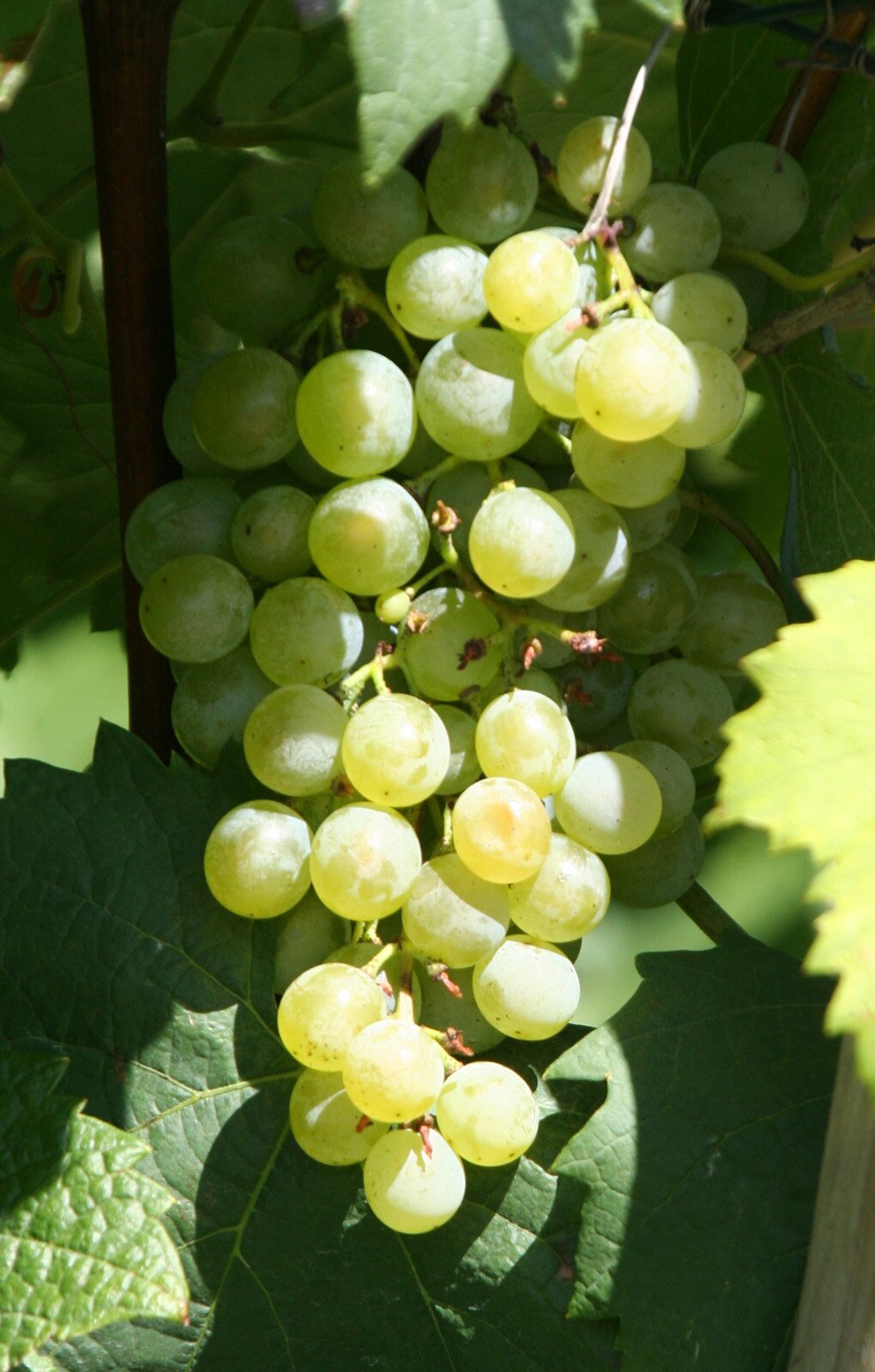Zdjęcie przedstawia odmianę winorośli Grüner veltline. Widoczna jest duża kiść winogron, złożona z kulistych jagód w kolorze zielonym na tle liści winorośli.