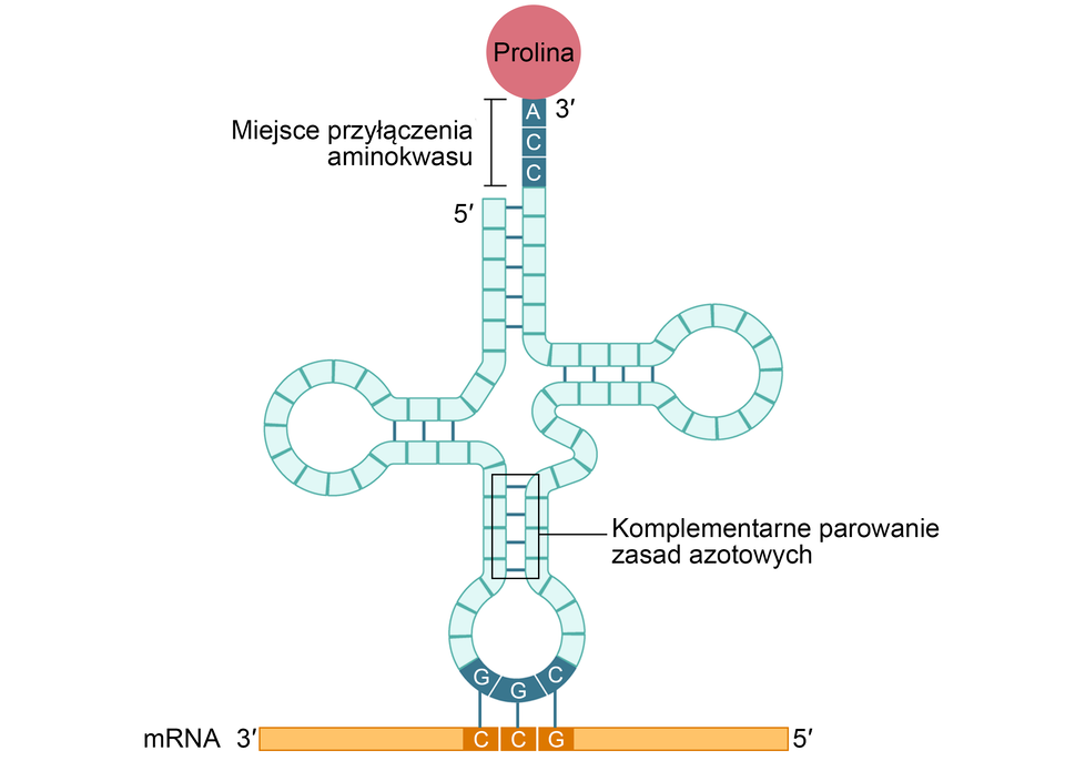 Grafika przedstawia dwuwymiarowy wzór strukturalny tRNA. Ma on budowę palczastą i przyjmuje kształt czterolistnej koniczyny, w którym można wyróżnić 4 ramiona. Na górze widoczny jest koniec i dłuższe miejsce przyłączenia aminokwasu 3 prim (ACC) i proliny równolegle do końca 5 prim. Od niego prowadzi dwuniciowy fragment. Widoczne są 3 pętle zbudowane dzięki dwuniciowym fragmentom. Na dole jest komplementarne parowanie zasad azotowych do pętli, gdzie znajduje się trójka nukleotydów (GGG) komplementarna do trójki nukleotydów mRNA.