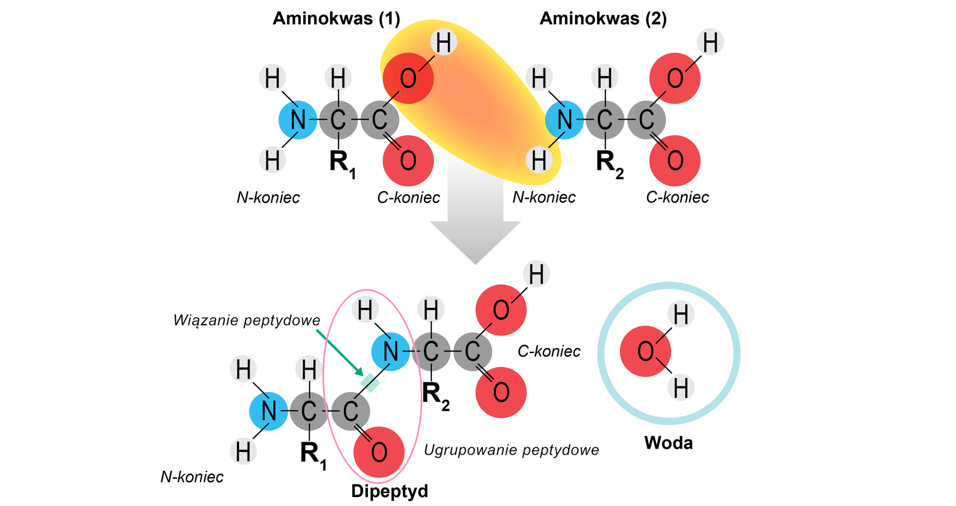 Grafika przedstawia kondensację aminokwasów, które zaprezentowano w modelu kulkowo‑pręcikowym. Kulki białe reprezentują atomy wodoru, kulki niebieskie atomy azotu, kulki czerwone atomy tlenu, zaś czarne kulki atomy węgla. Ponadto aminokwasy w pozycji alfa posiadają dwa różne podstawniki, odpowiednio R1 oraz R2. Na ilustracji zaznaczono również N‑końce znajdujące się przy grupach aminowych i C‑końce przy grupach karboksylowych.  Równanie jest następujące. Cząsteczka pierwszego aminokwasu zbudowana z grupy aminowej NH2 połączonej z grupą CH, która to łączy się z podstawnikiem R1 oraz z grupą karboksylową COOH. Dodać cząsteczkę drugiego aminokwasu zbudowaną z grupy aminowej NH2 połączonej z grupą CH, która to łączy się z podstawnikiem R2 oraz z grupą karboksylową COOH. Zakreślono atomy tlenu i wodoru grupy OH w cząsteczce pierwszego aminokwasu, razem z atomem wodoru grupy NH2 drugiego aminokwasu. Strzałka w dół, za strzałką cząsteczka dipeptydu dodać cząsteczka wody. Dipeptyd zbudowany jest z grupy aminowej NH2 stanowiącej N‑koniec peptydu. Grupa ta łączy się z grupą CH, która związana jest z podstawnikiem R1 oraz z atomem węgla połączonym za pomocą wiązania podwójnego z atomem tlenu oraz za pomocą wiązania pojedynczego z atomem azotu grupy NH. Grupa ta łączy się z grupą CH podstawioną grupą R2 oraz grupą karboksylową COOH stanowiącą C‑koniec. W cząsteczce zaznaczono również wiązanie peptydowe, które występuje pomiędzy atomem węgla związanym za pomocą wiązania podwójnego z atomem tlenu, a atomem azotu grupy NH.