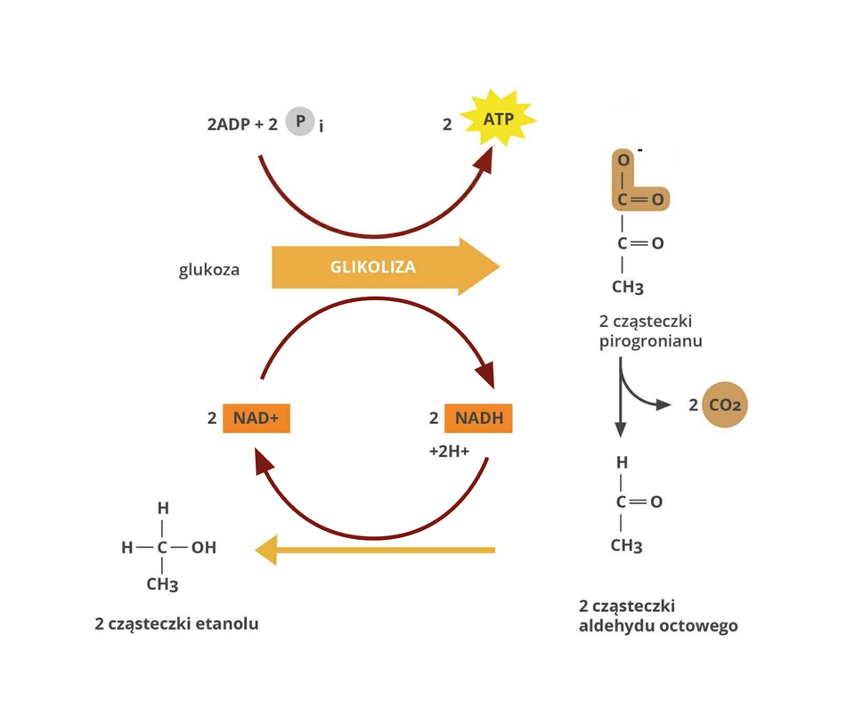 Schemat ukazujący proces fermentacji alkoholowej w warunkach beztlenowych. Glukoza bierze udział w procesie glikolizy, podczas której w wyniku fosforylacji dwóch cząsteczek A D P powstają dwie cząsteczki A T P oraz w wyniku redukcji N A D + powstają dwie cząsteczki N A D H.  Z glukozy powstają dwie cząsteczki trójwęglowego pirogronianu, który następnie ulega dekarboksylacji, w wyniku czego powstają dwie dwuwęglowe cząsteczki aldehydu octowego. Następnie aldehyd octowy jest redukowany do dwóch cząsteczek etanolu, a NADH utlenia się do NAD+, który jest ponownie wykorzystywany w procesie glikolizy.