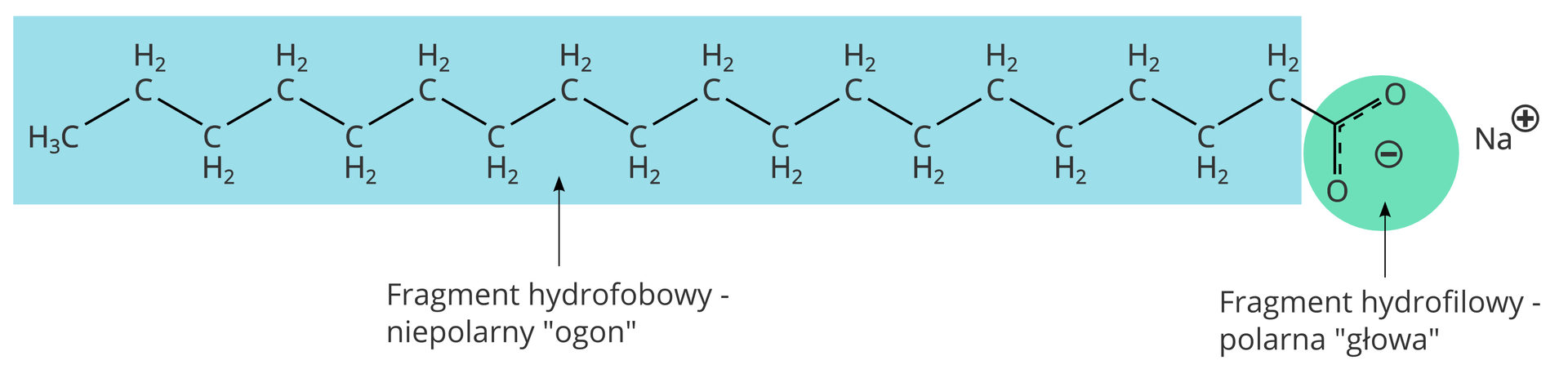 Ilustracja przedstawia budowę cząsteczki mydła. Fragment hydrofobowy, niepolarny, jest nazywany ogonem i składa się z łańcucha węglowodorowego zbudowanego z grupy CH3 i siedemnastu grup CH2 połączonych ze sobą wiązaniami pojedynczymi. Fragment hydrofilowy, polarna głowa to zdeprotonowana grupa karboksylowa o ładunku ujemnym. W pobliżu grupy karboksylowej znajduje się kation sodu.