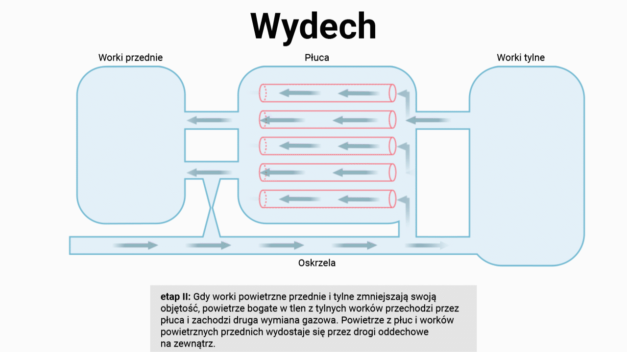 Ilustracja przedstawia schemat wydechu u ptaków. Powietrze z worków powietrznych tylnych dostaje się do płuc. Powietrze z worków przednich wydostaje się do oskrzeli, a nimi na zewnątrz organizmu. Powietrze z płuc przepływa następnie do worków przednich. Pod grafiką znajduje się następujący tekst: etap drugi: Gdy worki powietrzne przednie i tylne zmniejszają swoją objętość, powietrze bogate w tlen z tylnych worków przechodzi przez płuca i zachodzi druga wymiana gazowa. Powietrze z płuc i worków powietrznych przednich wydostaje się przez drogi oddechowe na zewnątrz.
