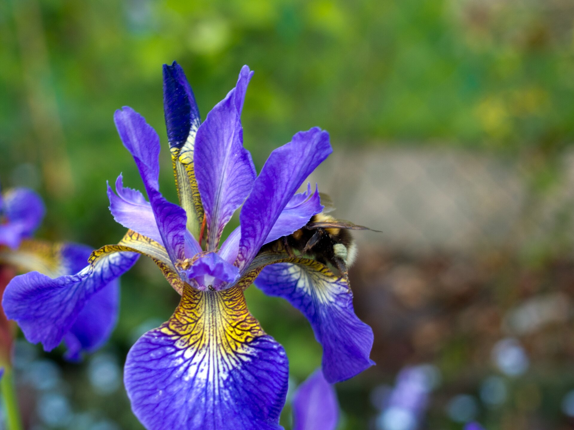 Fotografia przedstawia zbliżenie kwiatu irysa. Ma sześć niebiesko żółtych płatków. Na każdym płatku znajduje się ciemny wzór z linii i kropek. Jego zadaniem jest zwabienie owadów. Po prawej na płatku siedzi częściowo widoczna pszczoła.