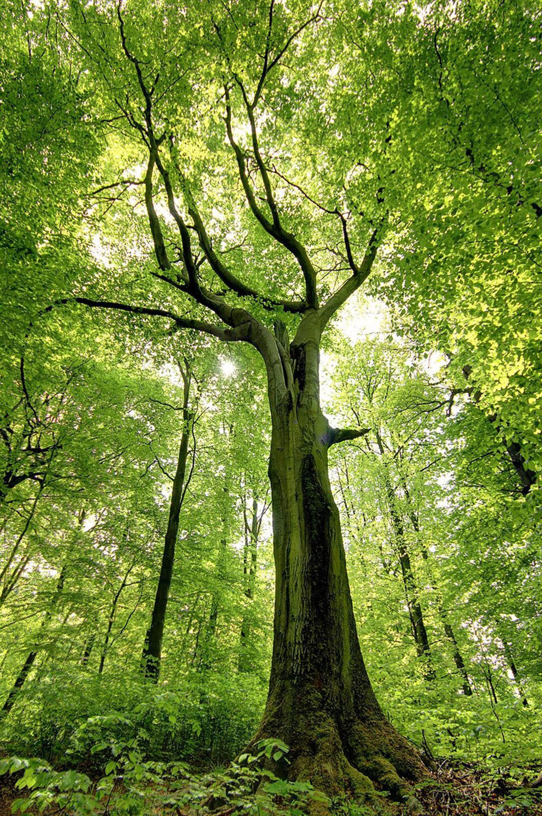 Na planszy widoczny jest Buk zwyczajny. Ma on szeroki, brązowy, omszony, wysoki pień z szeroką dziuplą i licznymi rozgałęzieniami, które porastają jasno‑zielone, liczne liście.