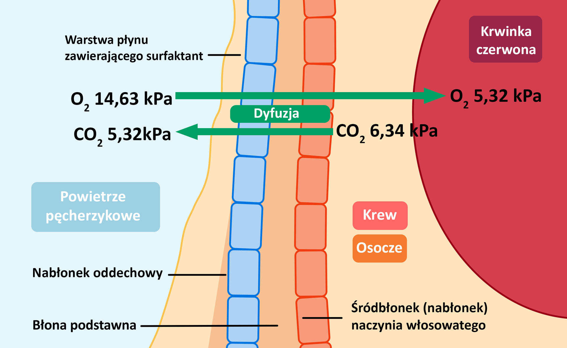 Grafika przedstawia schemat wymiany gazów pomiędzy ścianą pęcherzyka płucnego a ścianą naczynia włosowatego. Ściana naczynia włosowatego składa się z nabłonka oddechowego, błony podstawnej oraz śródbłonka naczynia włosowatego. Nabłonek oddechowy jest warstwą zawierającą surfaktant. Za śródbłonkiem znajduje się krew oraz osocze, w którym zawieszona jest krwinka czerwona. Wewnątrz pęcherzyka płucnego znajduje się powietrze pęcherzykowe. Z niego następuje dyfuzja O indeks dolny 2 o ciśnieniu 14,63 kPa do wnętrza krwinki czerwonej. Tam osiąga on ciśnienie 5,32 kPa. Natomiast z krwi oraz osocza następuje dyfuzja C O indeks dolny 2 o ciśnieniu 6,34 kPa do wnętrza pęcherzyka płucnego, gdzie osiąga on ciśnienie równe 5,32 kPa.