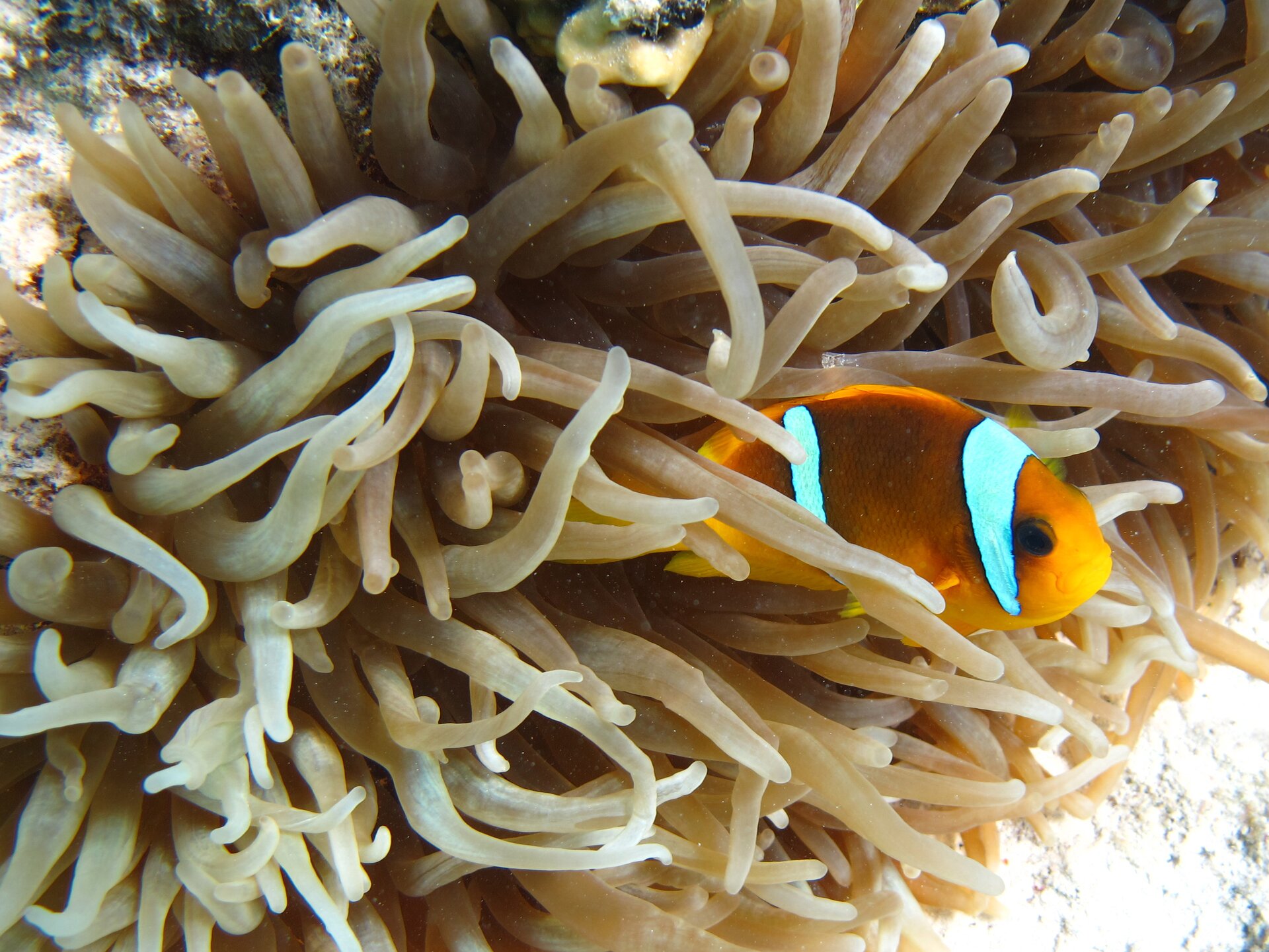 Fotografia przedstawia w zbliżeniu czułki koralowca. Między nimi z prawej częściowo widoczna ryba błazenek. Jest żółta z dwoma błękitnymi pasami od góry: za okiem i w połowie tułowia.