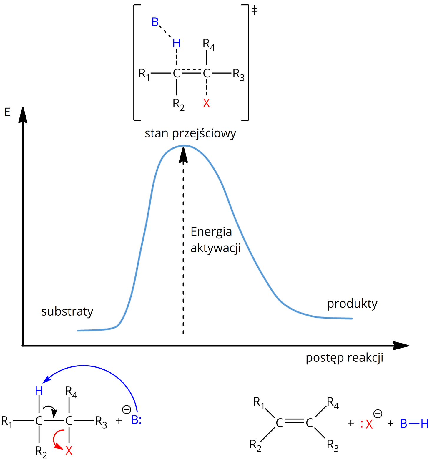 Ilustracja przedstawiająca wykres energetyczny dla mechanizmu reakcji E2. Poziomą oś opisano jako postęp reakcji, zaś pionowa reprezentuje energię. Wykres stanowi krzywa, która początkowo charakteryzuje się najniższą energią odpowiadającą energii substratów. Następnie energia funkcja rośnie i osiąga maksimum odpowiadające energii aktywacji, a tym samym stanowi przejściowemu. W miarę postępu energia zaczyna maleć i osiąga energię produktów, która tutaj jest nieco wyższa od energii początkowej. Nad fragmentem wykresu odpowiadającego energii aktywacji w nawiasie kwadratowym znajduje się struktura reprezentująca stan przejściowy. Składa się ona z dwóch połączonych za pomocą wiązania pojedynczego oraz przerywanej linii (odpowiadającej rozmyciu elektronów) atomów węgla, z których pierwszy łączy się za pomocą wiązań pojedynczych z podstawnikami R1 i R2, a także za pomocą przerywanej linii z atomem wodoru, który to związany jest również za pomocą przerywanej linii z zasadą B. Drugi atom węgla łączy się z podstawnikami R3 i R4, a także za pomocą przerywanej linii z atomem X. Zatem ładunek ujemny jest rozmyty wzdłuż przerywanje linii. Poniżej wykresu znajduje się schemat reakcji. Cząsteczka halogenku alkilowego zbudowanego z dwóch połączonych za pomocą wiązania pojedynczego atomów węgla. Pierwszy z nich podstawiony jest grupami R1, R2 oraz atomem wodoru zaznaczonym na niebiesko. Drugi podstawiony jest grupami R3 i R4 oraz atomem halogenkowym X. Atomy H oraz X znajdują się po przeciwnych stronach płaszczyzny. Dodać zasadę B oznaczoną na niebiesko, posiadającą wolną parę elektronową symbolizowaną przez dwie kropki i obdarzoną ładunkiem ujemnym. Od wolnej pary elektronowej zasady poprowadzono niebieską, łukowatą strzałkę do atomu wodoru związanego z pierwszym atomem węgla cząsteczki halogenku. Od wiązania łączącego wspomniane atomy, to jest atom wodoru z atomem węgla, poprowadzono łukowatą strzałkę do wiązania pojedynczego łączącego dwa atomy węgla w cząsteczce. Ostatnią, czerwoną strzałkę poprowadzono od wiązania łączącego drugi z atomów węgla z atomem X do atomu X. Strzałka w prawo, za strzałką cząsteczką alkenu zbudowanego z dwóch połączonych za pomocą wiązania podwójnego atomów węgla, z których pierwszy podstawiony jest grupami R1 i R2, zaś drugi grupami R3 i R4. Dodać anion X- z zaznaczoną wolną parą elektronową. Dodać cząsteczkę uprotonowanej zasady BH.