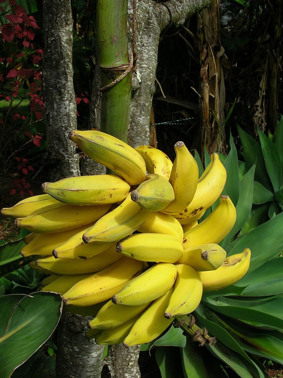 Zdjęcie ukazuje kiść bananów. Owoce są żółte, podłużne, lekko zakrzywione. Kiść rośnie blisko łodygi bananowca.  