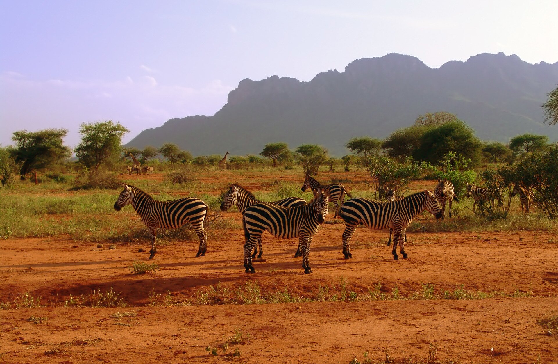 Fotografia przedstawia stado zebr. Zwierzęta mają sylwetkę podobną do konia. Zebry mają pionowe pasy białe i czarne naprzemiennie. Grzywa, koniec pyska oraz kopyta są czarne. Stoją na czerwonej ziemi, a za nimi rośnie trawa i zarośla. W tle widać góry.
