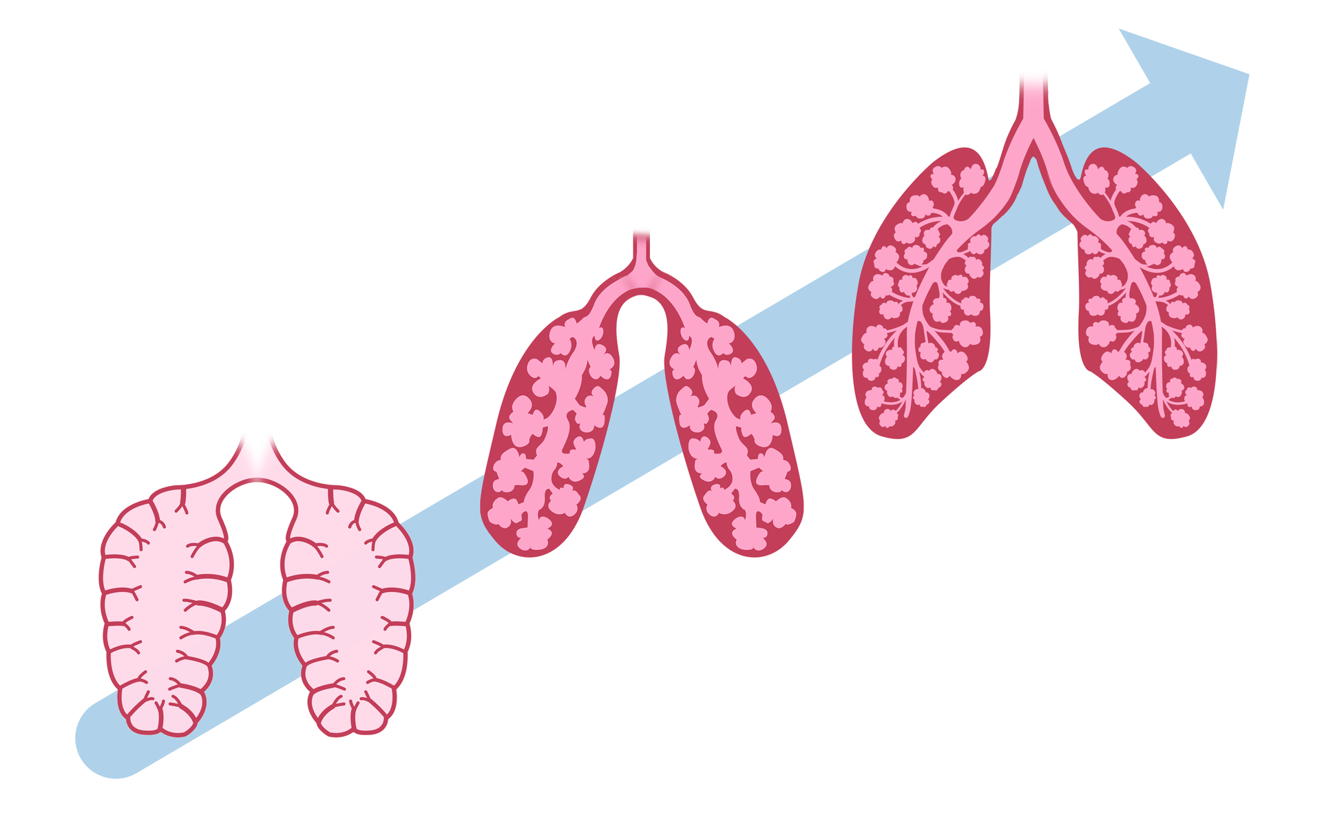 Ilustracja przedstawia trzy grafiki płuc, ustawione na błękitnej strzałce skierowanej pod ukosem w górę. Pierwsze płuca są cienkościenne i workowate, widoczne są w nich cienkie przegrody. Drugie płuca mają ściany grubsze. Ich wewnętrzna struktura jest bardziej skomplikowana, budową przypominają gąbkę. Ostatnie płuca są najbardziej rozwinięte. Widoczne są liczne oskrzeliki i pęcherzyki.