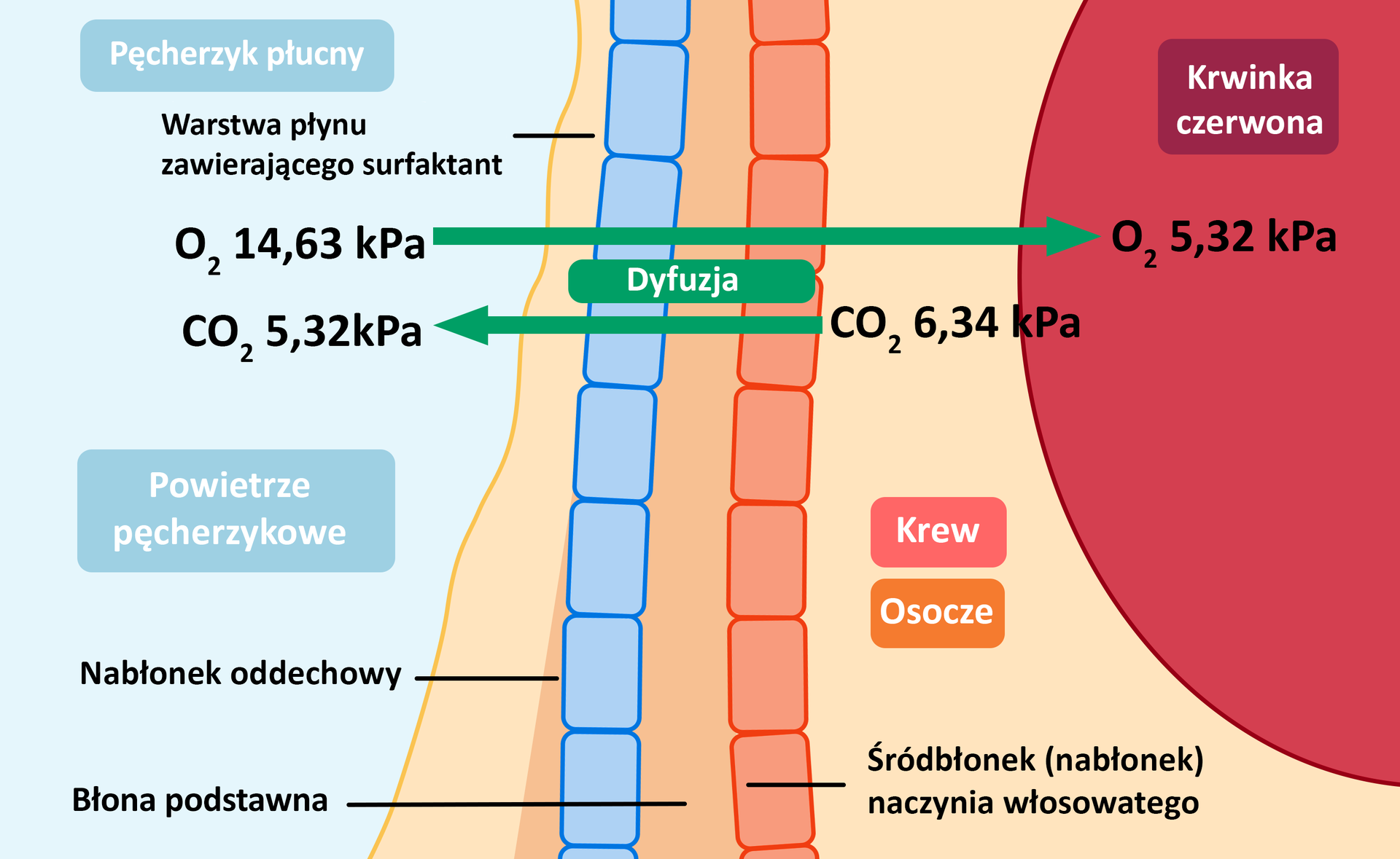 Grafika przedstawia schemat wymiany gazów pomiędzy ścianą pęcherzyka płucnego a ścianą naczynia włosowatego. Ściana naczynia włosowatego składa się z nabłonka oddechowego, błony podstawnej oraz śródbłonka naczynia włosowatego. Nabłonek oddechowy jest warstwą zawierającą surfaktant. Za śródbłonkiem znajduje się krew oraz osocze, w którym zawieszona jest krwinka czerwona. Wewnątrz pęcherzyka płucnego znajduje się powietrze pęcherzykowe. Z niego następuje dyfuzja O indeks dolny 2 o ciśnieniu 14,63 kPa do wnętrza krwinki czerwonej. Tam osiąga on ciśnienie 5,32 kPa. Natomiast z krwi oraz osocza następuje dyfuzja C O indeks dolny 2 o ciśnieniu 6,34 kPa do wnętrza pęcherzyka płucnego, gdzie osiąga on ciśnienie równe 5,32 kPa.