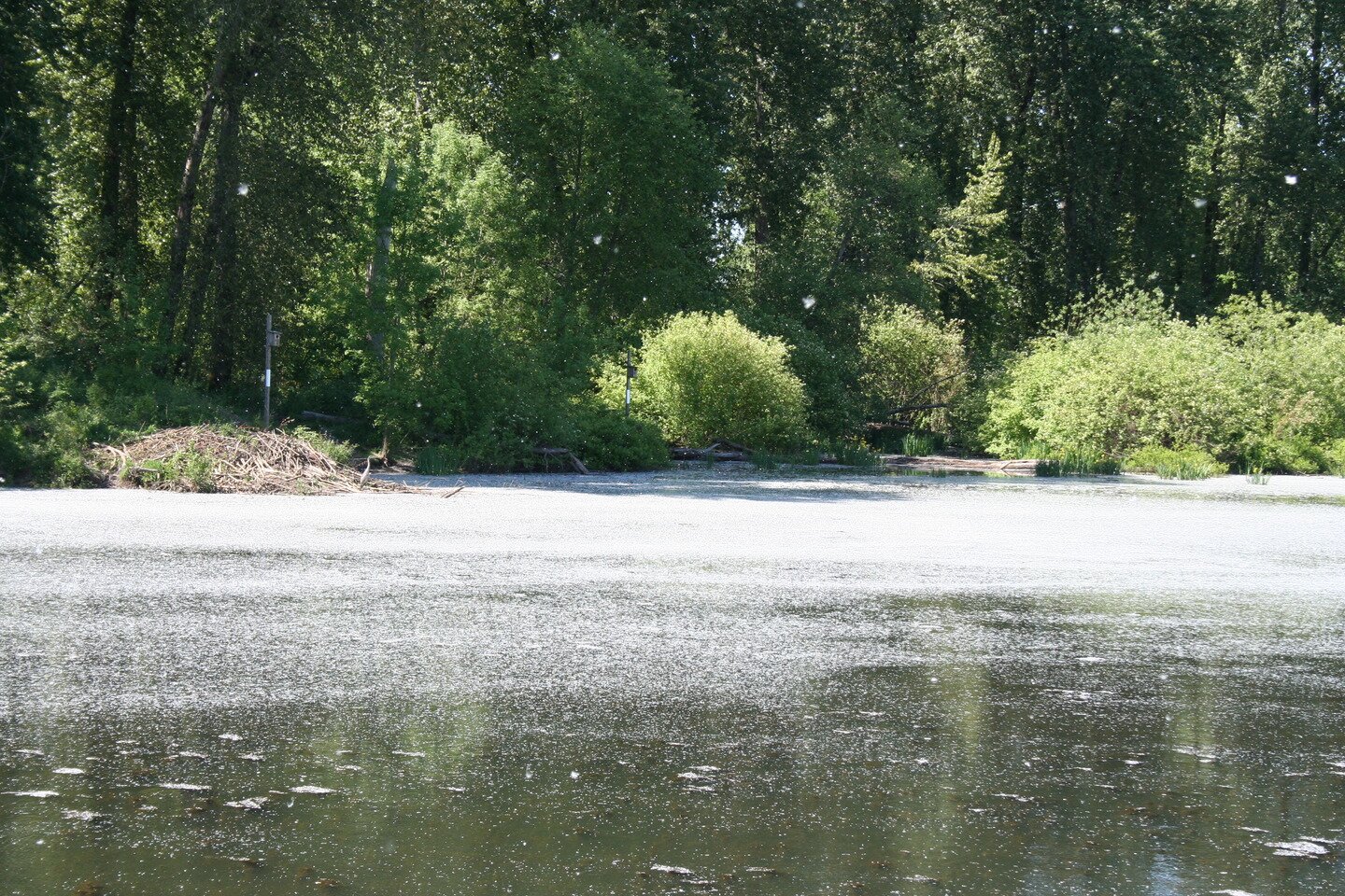 Zdjęcie przedstawia zbiornik wodny. Słoneczny dzień. Zbiornik to staw. Powierzchnia wody nieruchoma, gładka. Na powierzchni unoszą się duże ilości żółtego pyłku. Pyłek jest tak gęsty, że odbicia drzew nad brzegiem wody nie są widoczne. Dokładnie w połowie zdjęcia linia horyzontu. Wokół zielone wysokie liściaste drzewa. Na samym brzegu rozłożyste krzewy.