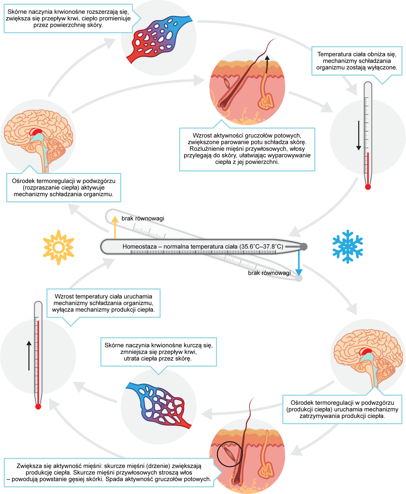 Grafika przedstawia zależności pomiędzy poszczególnymi elementami organizmu, pozwalające na utrzymanie jego homeostazy. Na środku grafiki znajduje się termometr, na którym zapisana jest definicja homeostazy. Jest to normalna temperatura ciała, znajdująca się w zakresie od 35,6 do 73,8 stopnia Celsjusza.  Do braku równowagi może dojść np. pod wpływem wysokiej temperatury. Wtedy ośrodek termoregulacji w podwzgórzu odpowiedzialny za rozpraszanie ciepła aktywuje mechanizmy schładzania organizmu. Skórne naczynia krwionośne rozszerzają się, zwiększa się przepływ krwi dzięki czemu ciepło promieniuje przez powierzchnię skóry. Inną reakcją organizmu jest wzrost aktywności gruczołów potowych. Zwiększenie parowania potu schładza skórę. Dzięki rozluźnieniu mięśni przywłosowych włosy przylegają do skóry, ułatwiając wyparowanie ciepła z jej powierzchni.  W wyniku tych działań temperatura ciała obniża się, a mechanizmy schładzania organizmu zostają wyłączone. Do braku równowagi może również dojść w wyniku ochłodzenia się organizmu. Wtedy ośrodek termoregulacji w podwzgórzu odpowiedzialny za produkcję ciepła aktywuje mechanizmy zatrzymywania produkcji ciepła.  Reakcją na to jest zwiększenie się aktywności mięśni – drżenie. Zwiększa ono produkcję ciepła. Skurcze mięśni przywłosowych stroszą włos – powodują powstanie gęsiej skórki. Spada aktywność gruczołów potowych. Inną reakcją organizmu jest skurcz skórnych naczyń krwionośnych. W efekcie zmniejsza się przepływ krwi oraz utrata ciepła przez skórę. W wyniku tych działań dochodzi do wzrostu temperatury ciała, przez co uruchamia się mechanizm schładzania organizmu oraz włącza się mechanizm produkcji ciepła. Organizm osiąga homeostazę. 