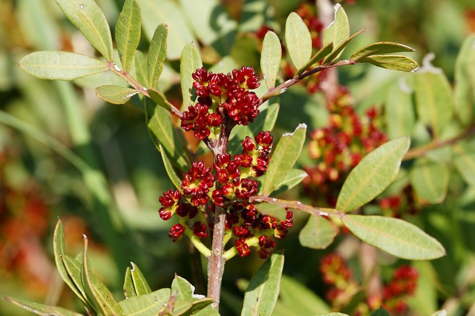 Na fotografii przedstawiono gałązkę pistacji z rozwiniętymi kwiatami. Pistachio – evergreen plant with hard leaves found in the maquis and producing delicious nuts.