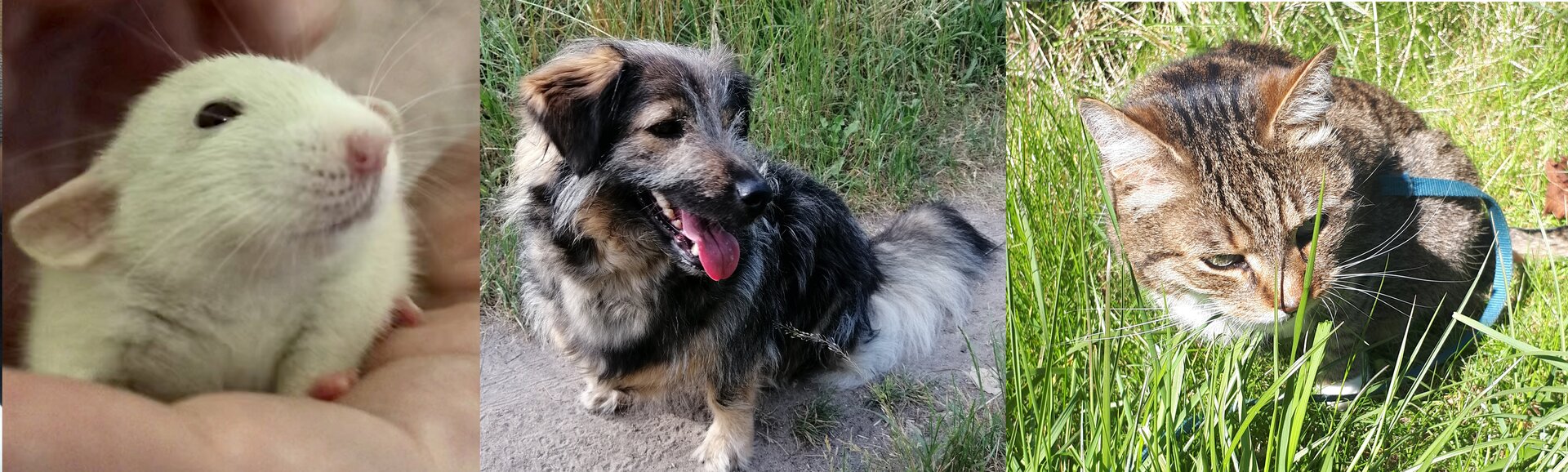 Kolaż zawiera trzy zdjęcia przedstawiające kolejno: mysz, psa i kota.