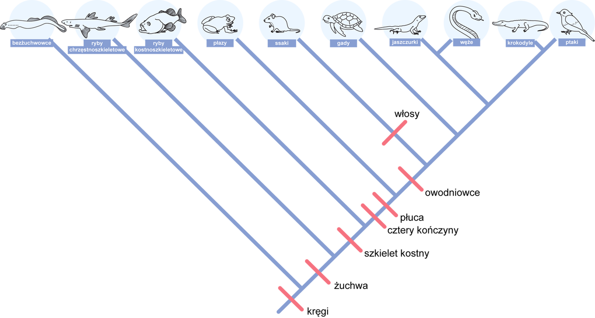 Rysunek przedstawia kladogram kręgowców. Umieszczono na nim cechy występujące u grup zwierząt. Są to w kolejności: bezżuchwowce (ukazany jest bezżuchwowiec o silnie wydłużonym, cylindrycznym ciele, który posiada dwie płetwy grzbietowe i niedużą płetwę ogonową), ryby chrzęstnoszkieletowe (ukazana jest ryba o torpedowym, długim ciele posiadająca dwie płetwy grzbietowe i cztery płetwy brzuszne oraz dużą płetwę ogonową), ryby kostnoszkieletowe (ukazana jest ryba o wydłużonym i praktycznie okrągłym w przekroju poprzecznym ciele), płazy (ukazana jest żaba), ssaki (ukazany jest szczur), gady (ukazany jest żółw), jaszczurki (ukazana jest jaszczurka z długim ogonem), węże, krokodyle, ptaki. Według kladogramu cechę kręgi posiadają wszystkie te grupy. Cechę: żuchwa posiadają wszystkie grupy za wyjątkiem bezżuchwowców. Cechę: szkielet kostny posiadają wszystkie grupy za wyjątkiem bezżuchwowców i ryb chrzęstnoszkieletowych. Cechę: cztery kończyny i płuca posiadają wszystkie grupy za wyjątkiem: bezżuchwowców, ryb chrzęstnoszkieletowych i kostnoszkieletowych. Cechę włosy posiadają tylko ssaki. Owodniowcami są następujące grupy zwierząt: ssaki, gady, jaszczurki, węże, krokodyle i ptaki.