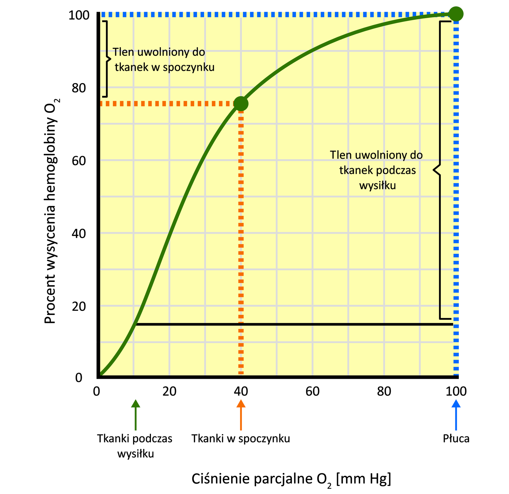 Wykres przedstawia zależność między wysyceniem hemoglobiny tlenem a ciśnieniem parcjalnym tlenu. W pęcherzykach płucnych, gdzie ciśnienie parcjalne tlenu jest duże (100 mm Hg), hemoglobina wiąże znaczne ilości tlenu, osiągając 98% wysycenia tym pierwiastkiem. W tkankach ciśnienie parcjalne tlenu jest niższe (940 mm Hg) i hemoglobina jest wysycona w 70%. Do aktywnych metabolicznie tkanek, podczas wysiłku fizycznego, hemoglobina może oddawać dodatkowe porcje tlenu.