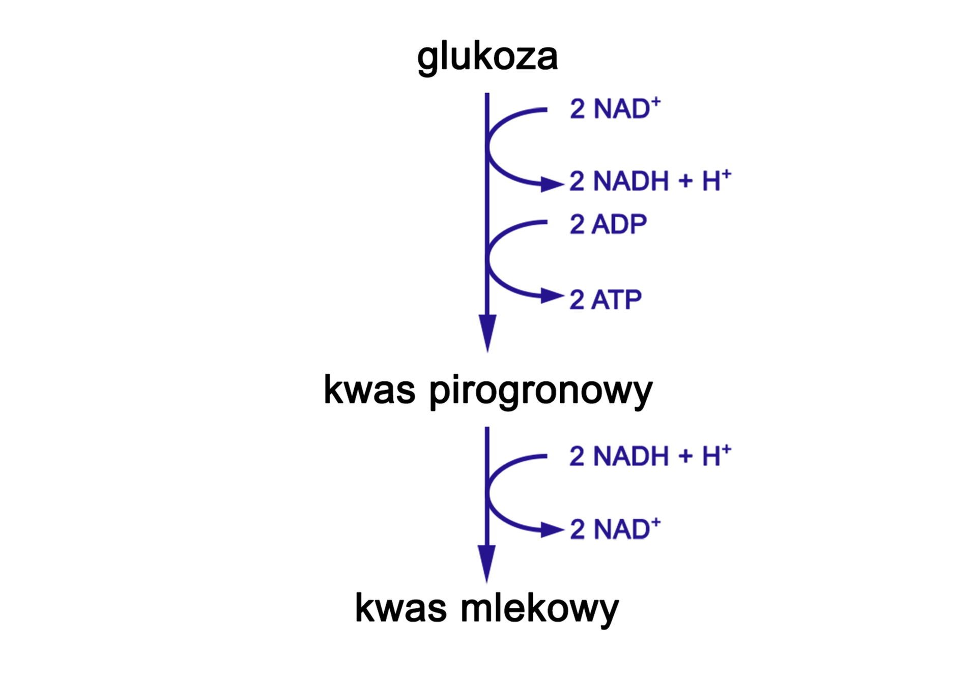 Grafika przedstawia schemat fermentacji mleczanowej. Glukoza ulega przekształceniu w kwas pirogronowy. W wyniku tego powstają dwie cząsteczki ADP zostają przekształcone w dwie cząsteczki ATP oraz dwie cząsteczki NAD+ zostają przekształcone w dwie cząsteczki NADH + H+. Kwas pirogronowy zostaje przekształcony w kwas mlekowy. W wyniku tego dwie cząsteczki NADH + H+ zostają przekształcone w dwie cząsteczki NAD+.