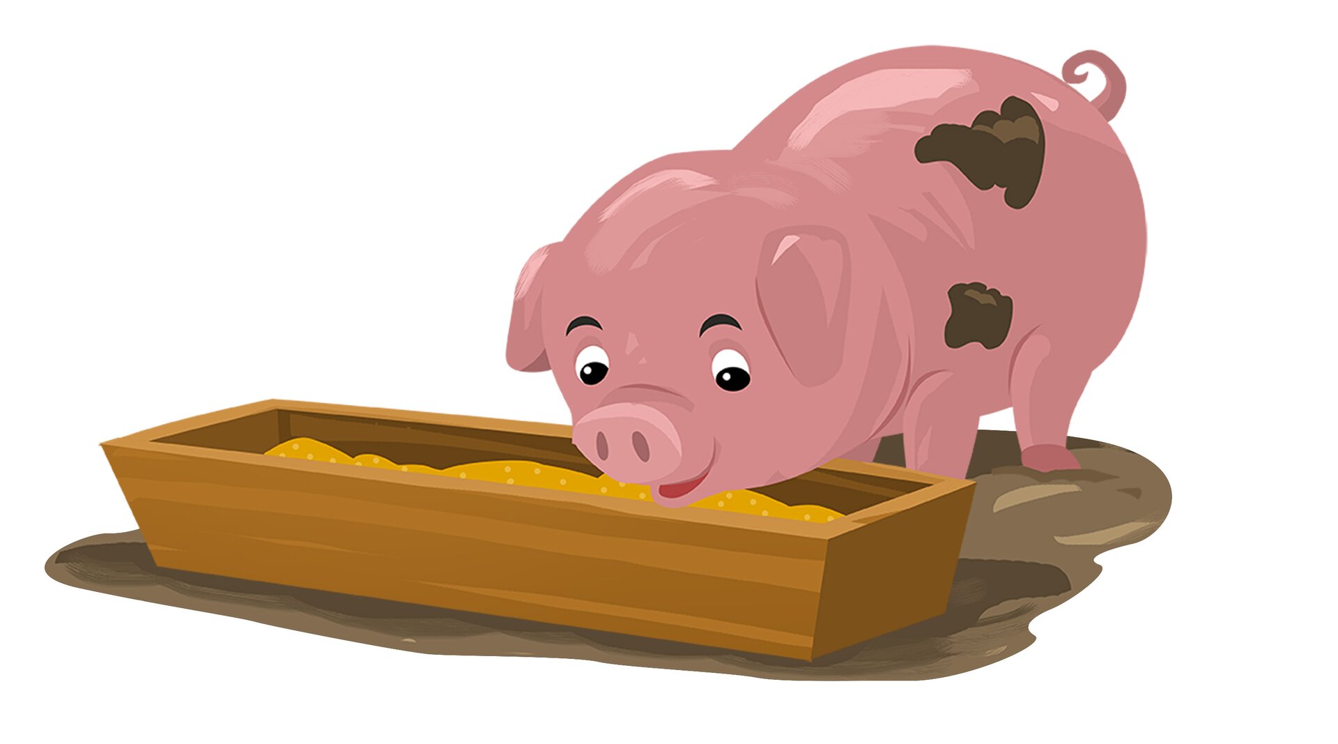Ilustracja przedstawia świnię jedzącą z koryta.