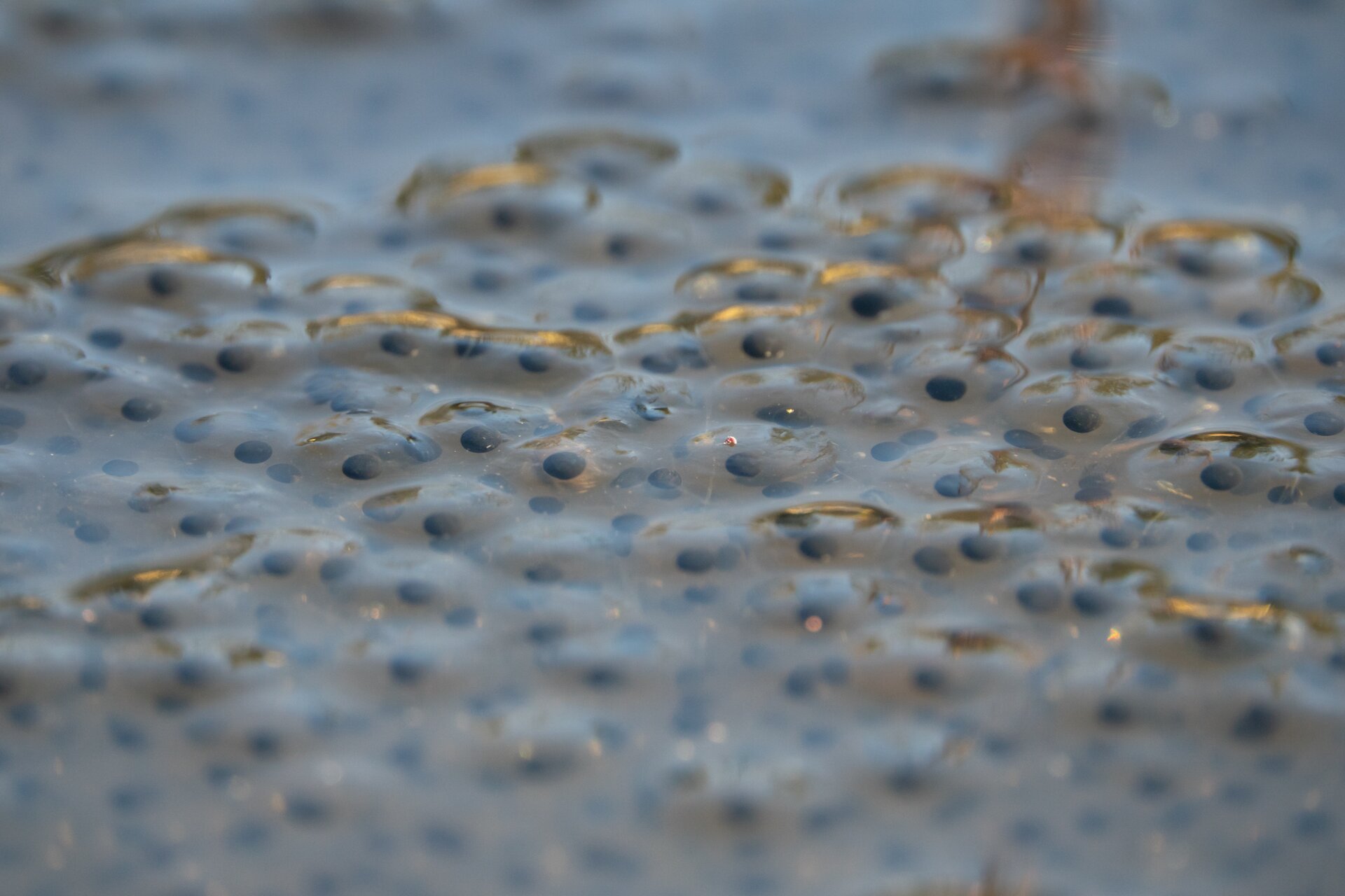 Zdjęcie przedstawia skrzek. Są do drobne jajeczka zanurzone w wodzie. Są one przezroczyste z czarną kropką w środku.