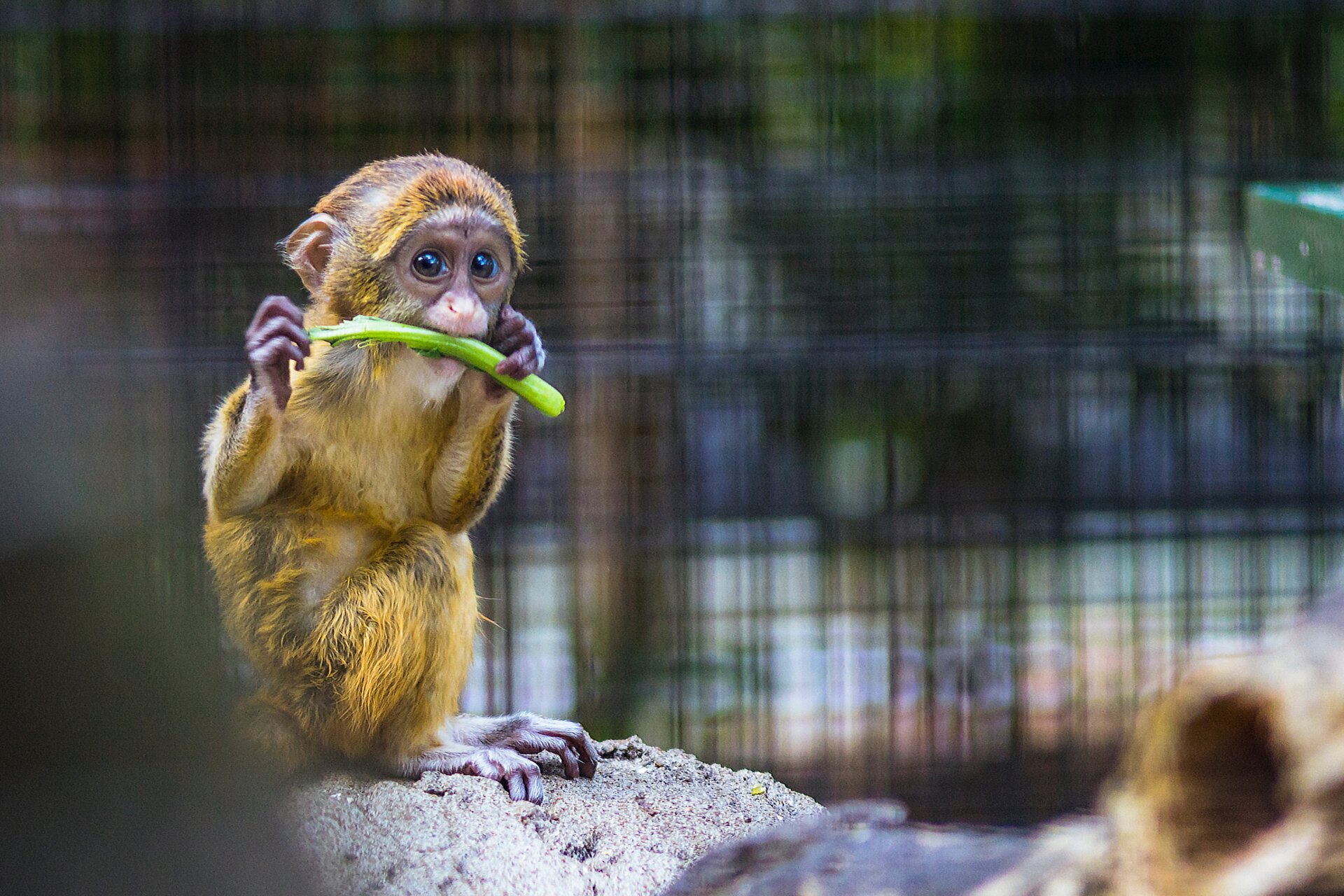 Ilustracja przedstawia niewielką małpkę, która coś je.
