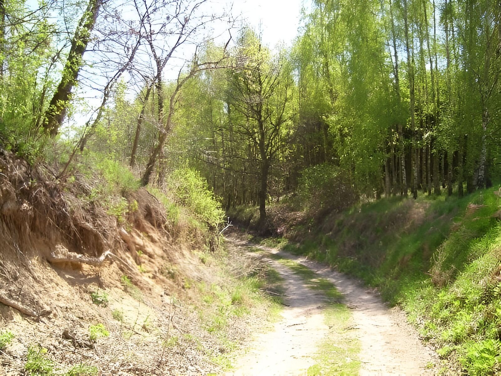 Fotografia przedstawia wąwóz skierowany w lewą stronę, przez który prowadzi leśna droga. Po obu stronach wąwozu drzewa liściaste. Prawy stok wąwozu pokryty trawą, lewy piaszczysty.