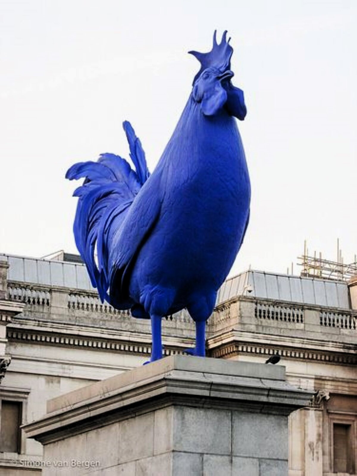 Zdjęcie przedstawia rzeźbę koguta dużych rozmiarów, pomalowanego jednobarwną farbą w zimnym kolorze. Kogut stoi na postumencie przed budynkiem. Jest współczesną rzeźbą.