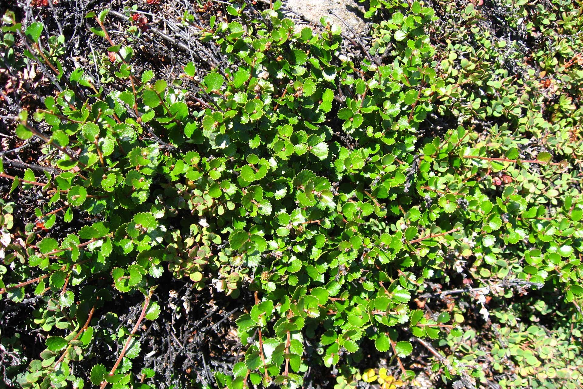 Fotografia prezentuje niewielką brzozę karłowatą, oświetloną słońcem. Roślina ma mocno splecione brązowe gałęzie pokryte małymi, owalnymi liśćmi, koloru zielonego. Roślina rośnie na podłożu skalnym.