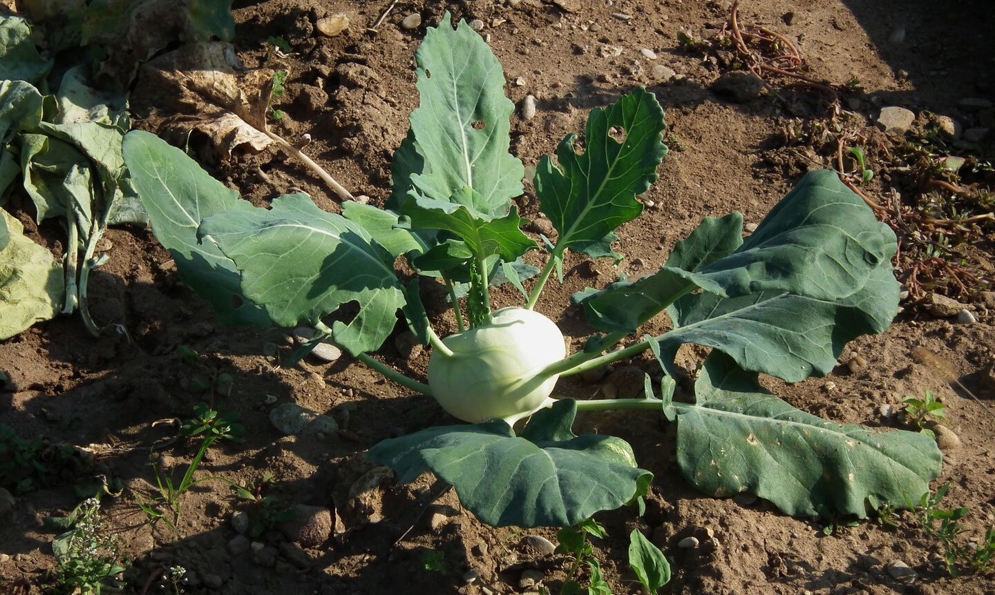 Fotografia przedstawia kalarepę w ogrodzie. Jej jasna łodyga jest silnie skrócona, kulista. To bulwa nadziemna. Wyrastają z niej ciemnozielone liście.