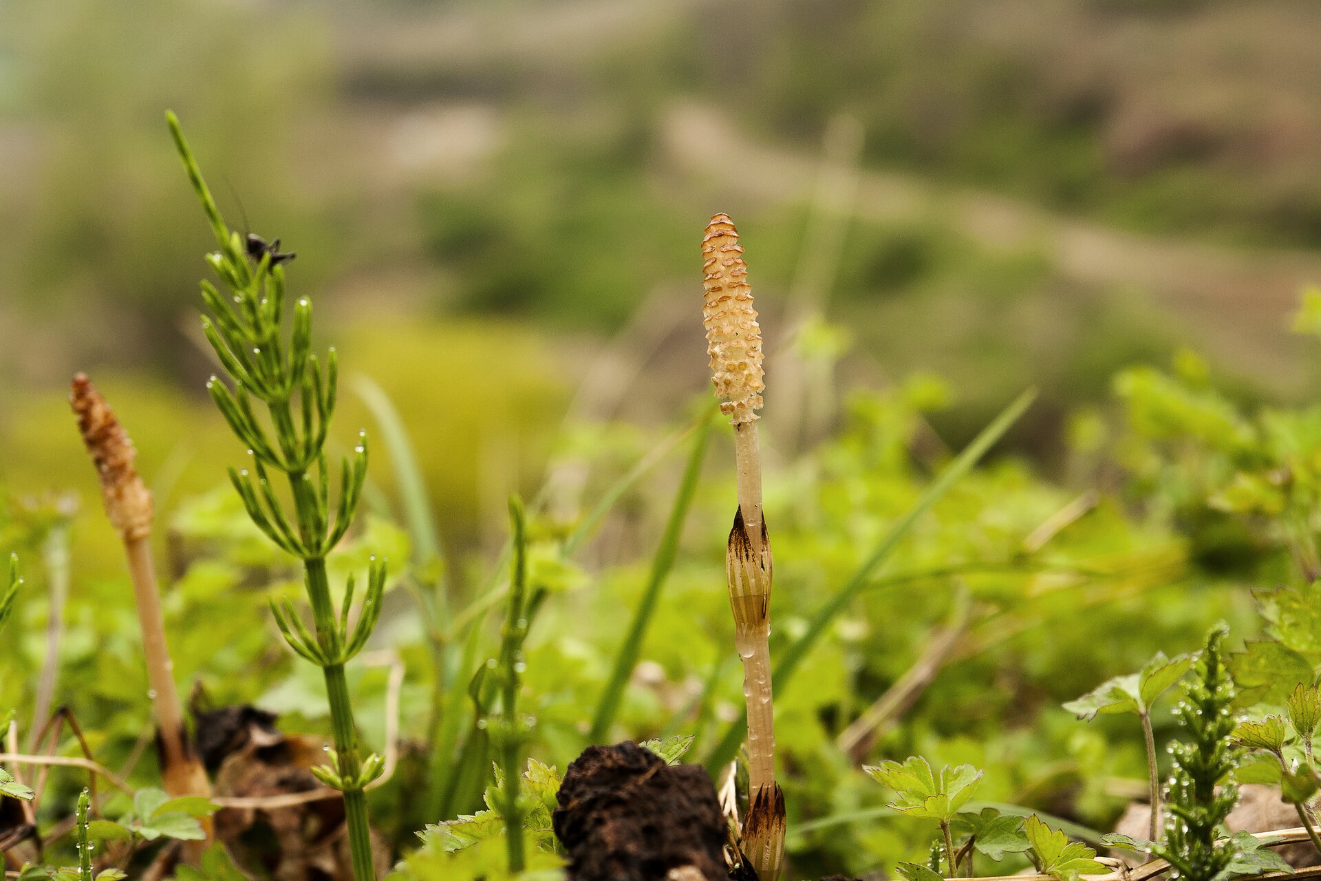 Fotografia przedstawia w zbliżeniu brązowy i zielony pęd skrzypu polnego. Między nimi znajdują się liście innych roślin i ciemne grudy ziemi.