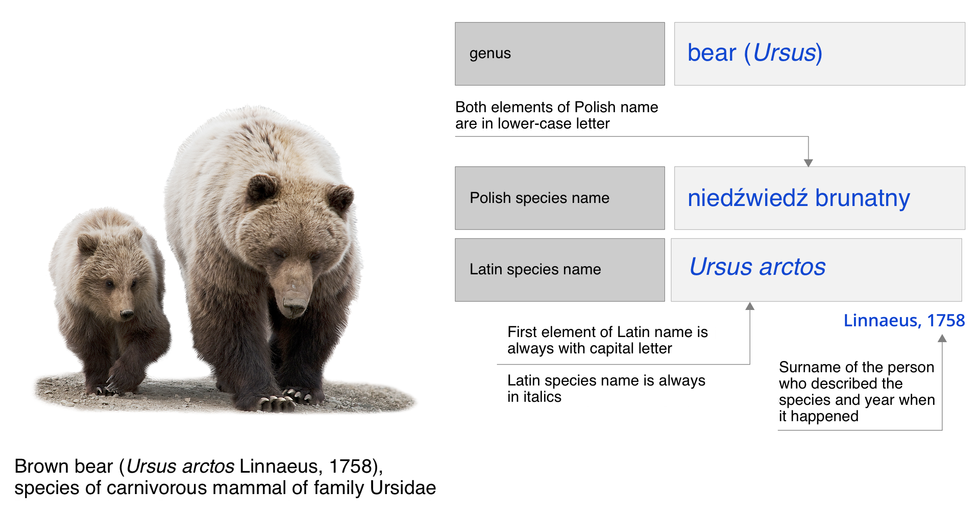 Ilustracja przedstawia zasady tworzenia nazw gatunkowych. Ilustracja składa się z dwóch elementów. Elementy ułożone jeden nad drugim. Po lewej stronie ilustracji zdjęcie niedźwiedzicy z niedźwiadkiem. Niedźwiedzica dwa razy większa od niedźwiadka. Niedźwiadek po lewej stronie niedźwiedzicy. Niedźwiedzica i niedźwiadek poruszają się w stronę obserwatora zdjęcia. Głowy niedźwiedzi skierowane w dół. Uszy małe. Oczy ciemne, małe. Długi pysk zakończony czarnymi nozdrzami. Na końcach łap długie pazury.W lewym dolnym rogu informacja: Brown bear; w nawiasie okrągłym Ursus arctos Linnaeus, rok tysiąc siedemset pięćdziesiąty ósmy, species of carvnivorous mammal of family Ursidae. W prawej części ilustracji schemat. Główne elementy schematu w prostokątach. Po lewej napis: genus. Na prawo niebieski napis: bear, w nawiasie okrągłym Ursus. Poniżej objaśnienie: Both elements of Polish name are in lower-case letter. Poniżej, po lewej, napis: Polish species name. Na prawo napis: niedźwiedź brunatny.  Po lewej napis: Latin species name. Po prawej napis: Ursus arctos. Poniżej wyrazu Ursus objaśnienie: First element of Latin name is always with capital letter. Poniżej wyrazu Ursus arctos objaśnienie: Latin species name is always in italics.  Na prawo wyraz Linnaeus, tysiąc siedemset pięćdziesiąt osiem. Poniżej objaśnienie: Surname of the person who described the species and year when it happened. 