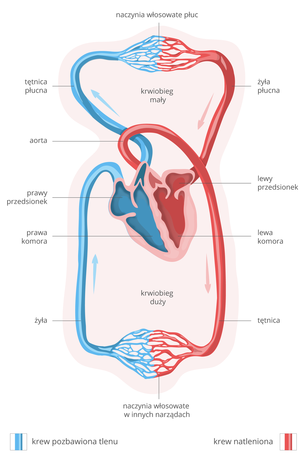 Ilustracja przedstawia schemat krążenia krwi w organizmie ssaka. Kolor niebieski oznacza krew bez tlenu, kolor czerwony krew z tlenem. W centrum różowe serce w przekroju. Strzałki wskazują kierunek przepływu krwi. U góry krwiobieg mały, u dołu duży. Z prawej komory krew bez tlenu tętnicą płucną płynie do naczyń włosowatych w płucach. Wraca z tlenem do lewego przedsionka żyłą płucną. Z przedsionka do lewej komory, a z niej wypływa aortą. Mniejszymi tętnicami krew z tlenem płynie do naczyń włosowatych w innych narządach. Stamtąd wraca żyłami do prawego przedsionka serca i do komory prawej.