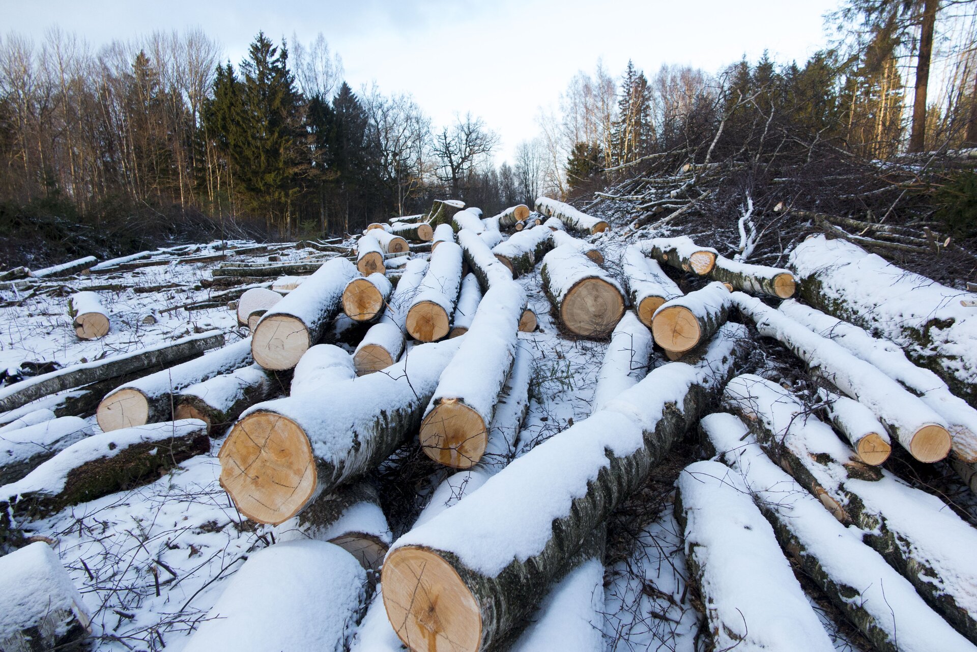 Zdjęcie przedstawia kawałki pociętego drzewa. Podłużne klocki o długości około 2 metrów porozrzucane są w nieładzie jeden na drugim. Pokryte są śniegiem. W tle widoczne są rosnące jeszcze drzewa.